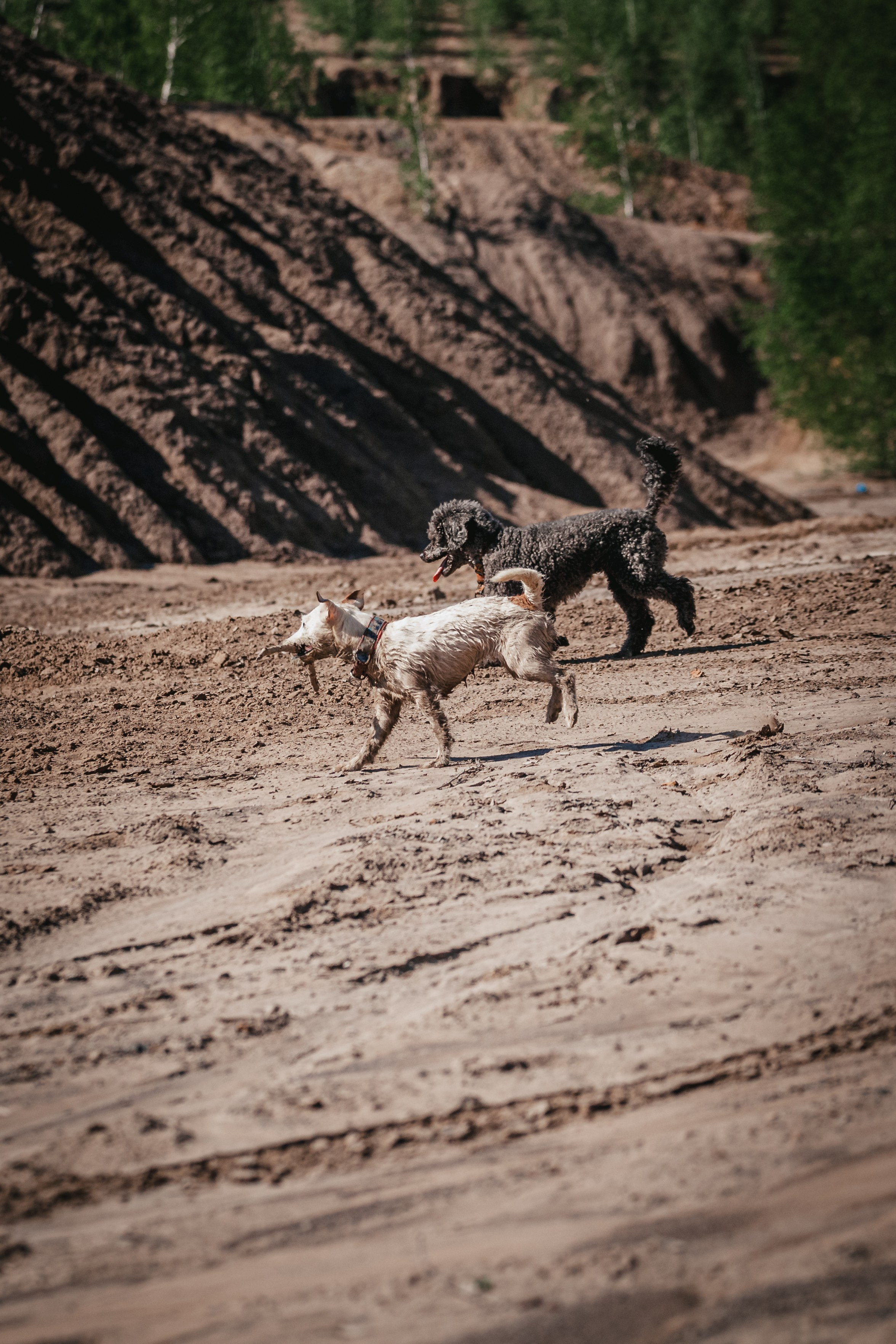 Кондуки. Фотограф-анималист Татьяна Степанова