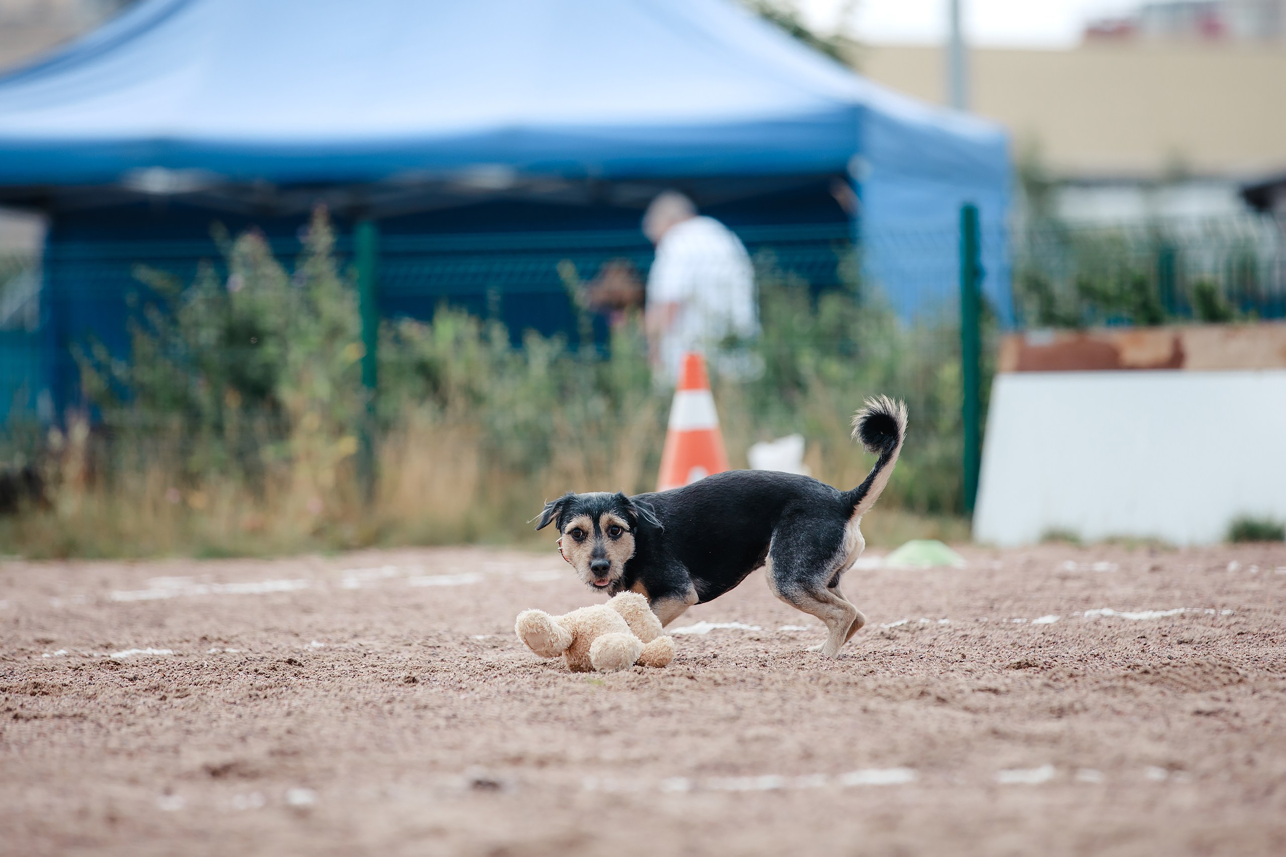 Питч&Гоу + веселые старты. Фотограф-анималист Mary Mart — Москва, Питер
