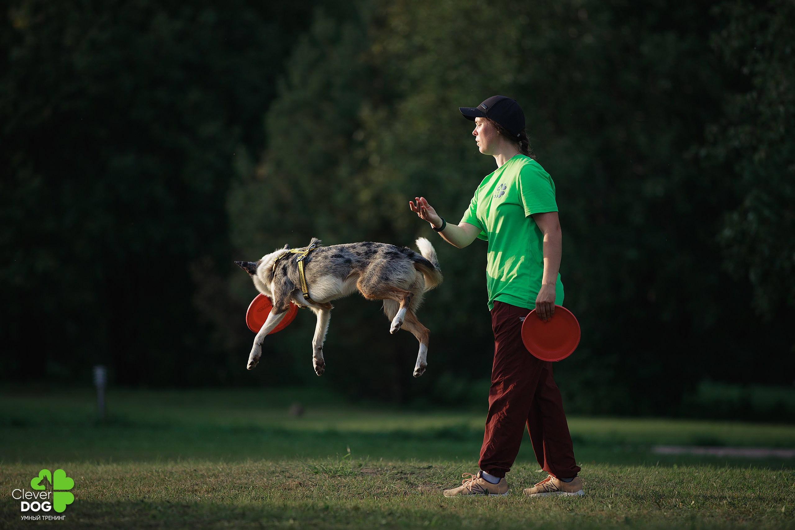 Кинологический лагерь CleverDog, 2024. Фотограф-анималист Mary Mart — Москва, Питер