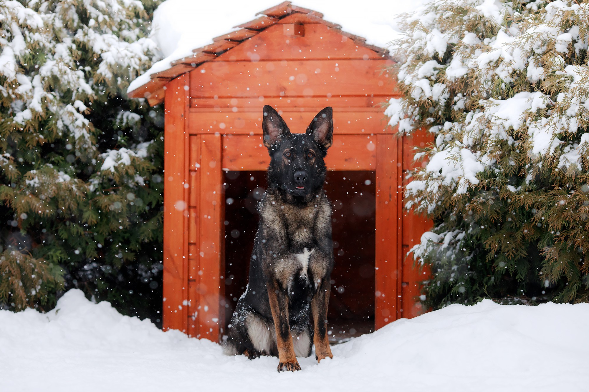 Зимние портреты. Фотограф-анималист Mary Mart — Москва, Питер