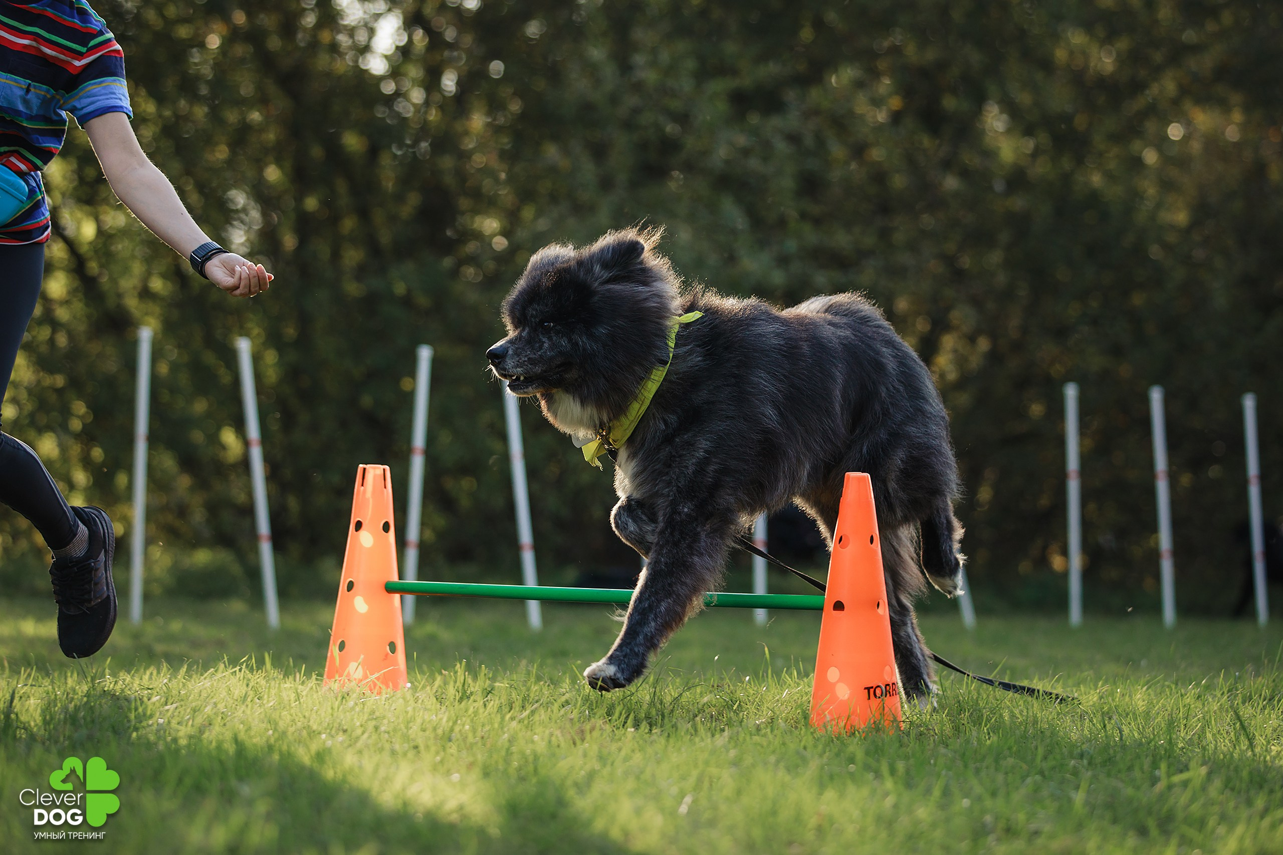 Кинологический лагерь CleverDog, 2024. Фотограф-анималист Mary Mart — Москва, Питер