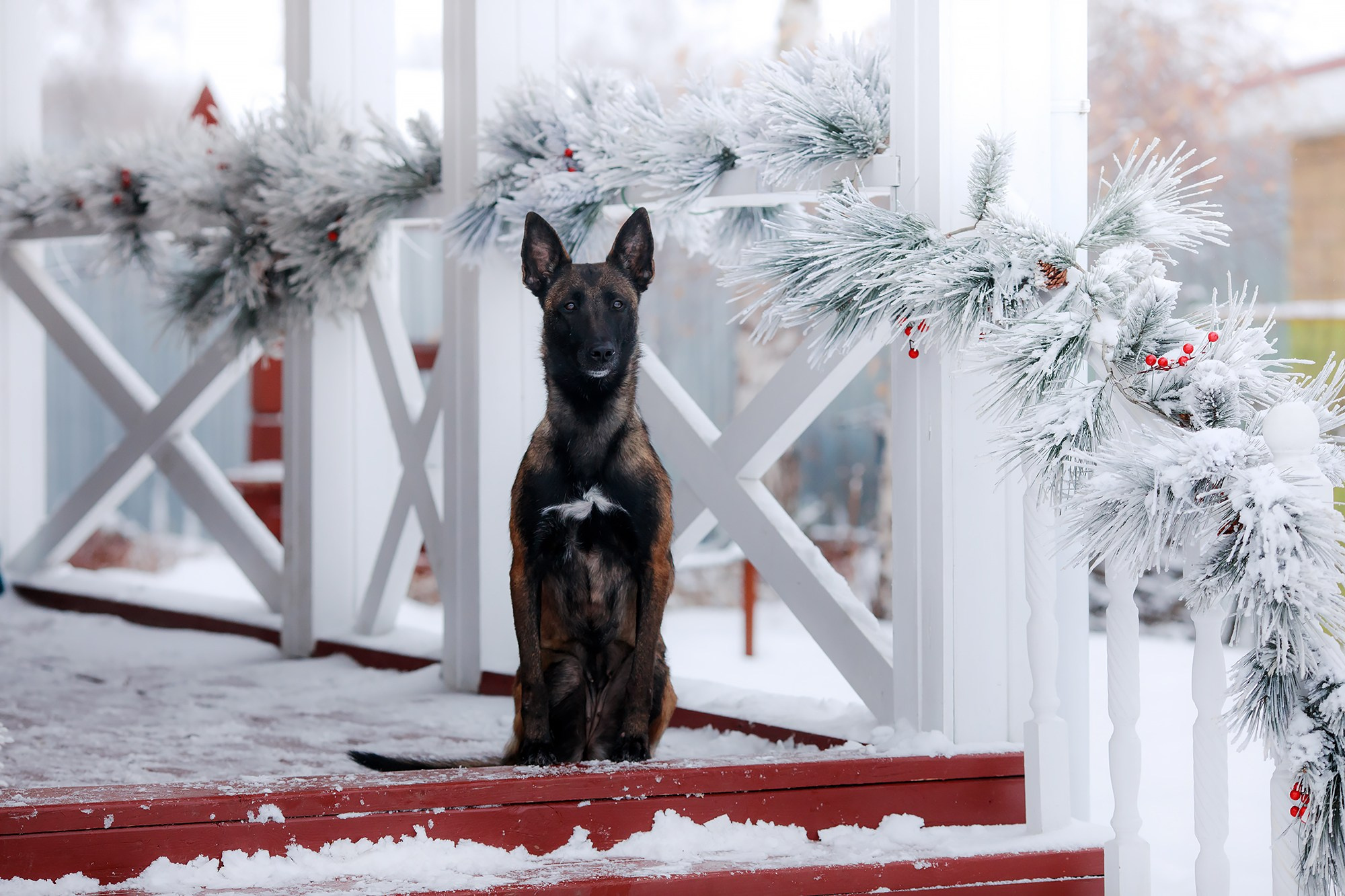 Зимние портреты. Фотограф-анималист Mary Mart — Москва, Питер