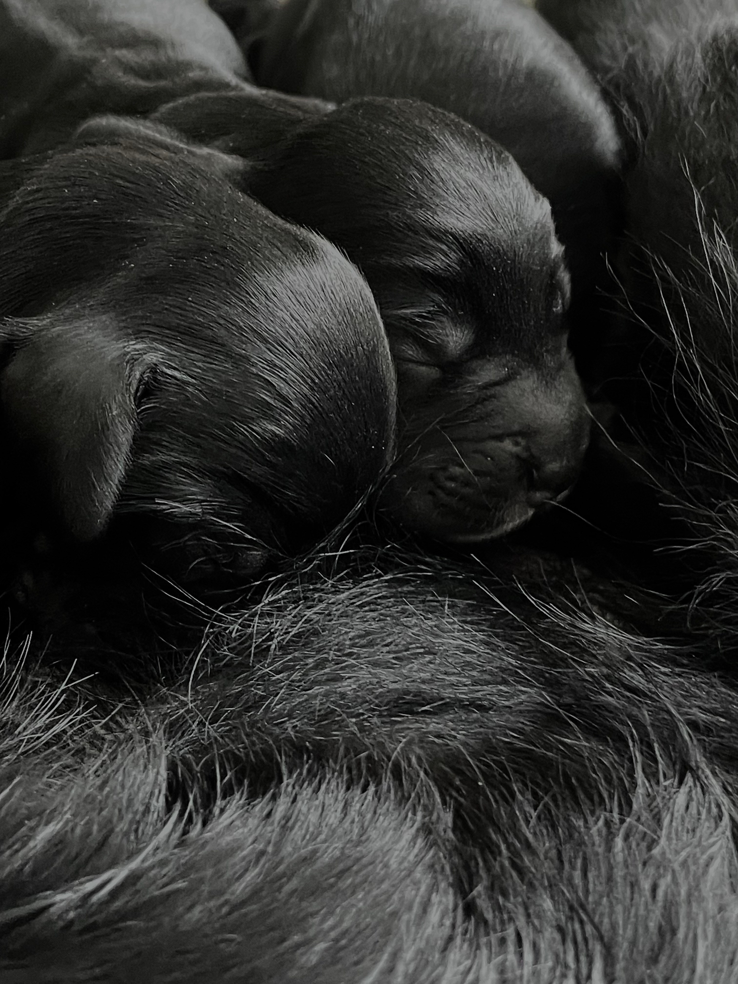 Щенята. Фотограф Никонова Софья