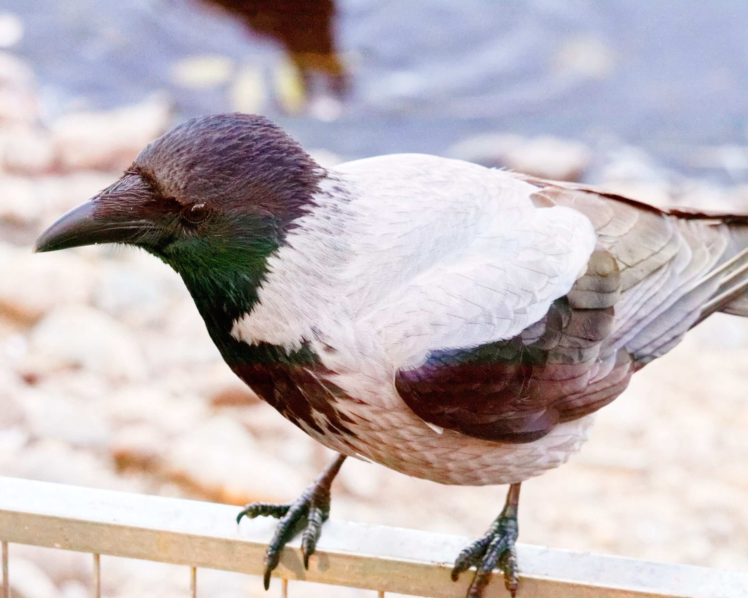 МОСКОВСКИЙ ЗООПАРК. Фотограф Владимир Роля