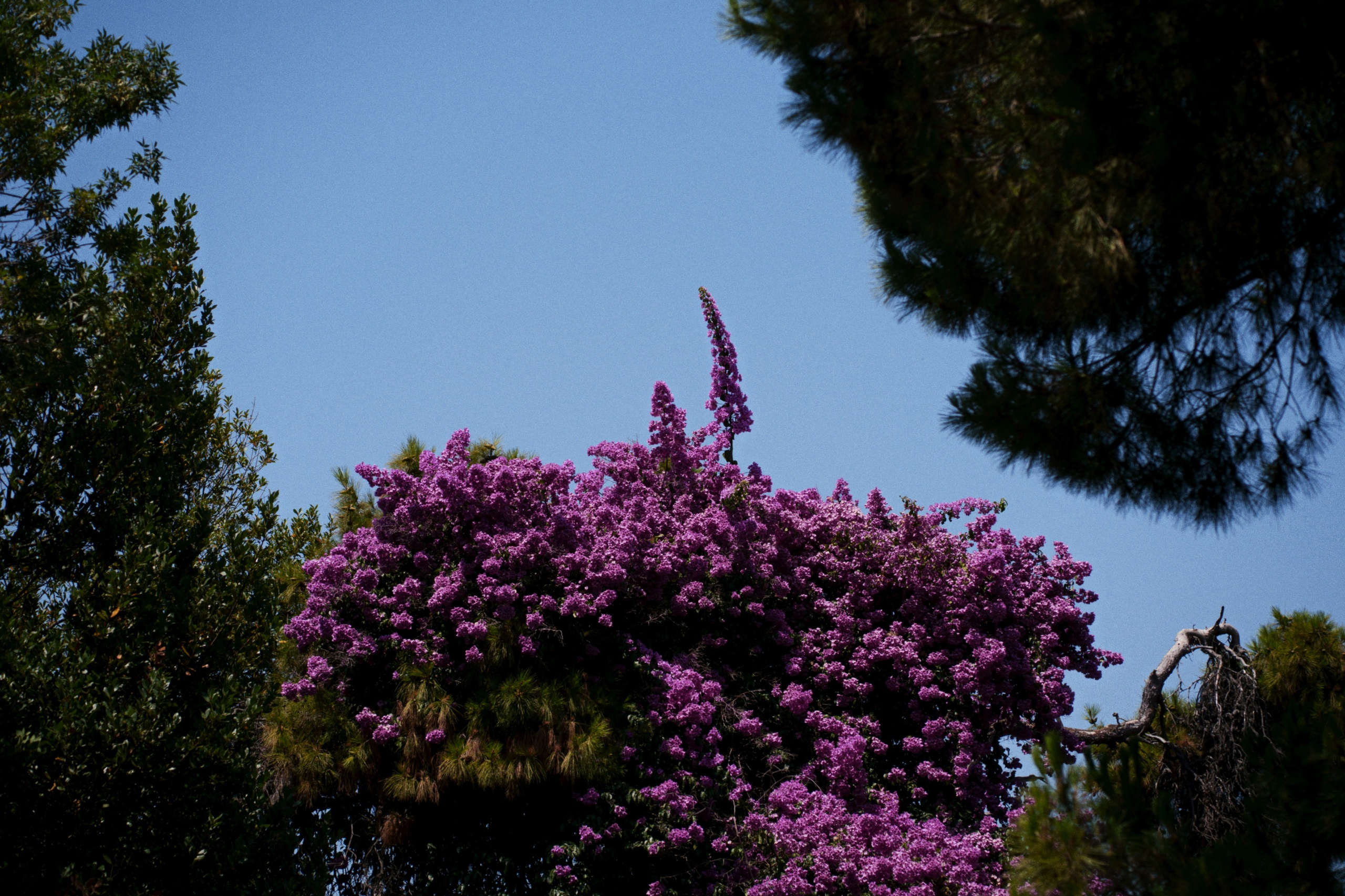 Büyükada х Heybeliada, Istanbul / Türkey SS25. Фотограф Юрин Евгений