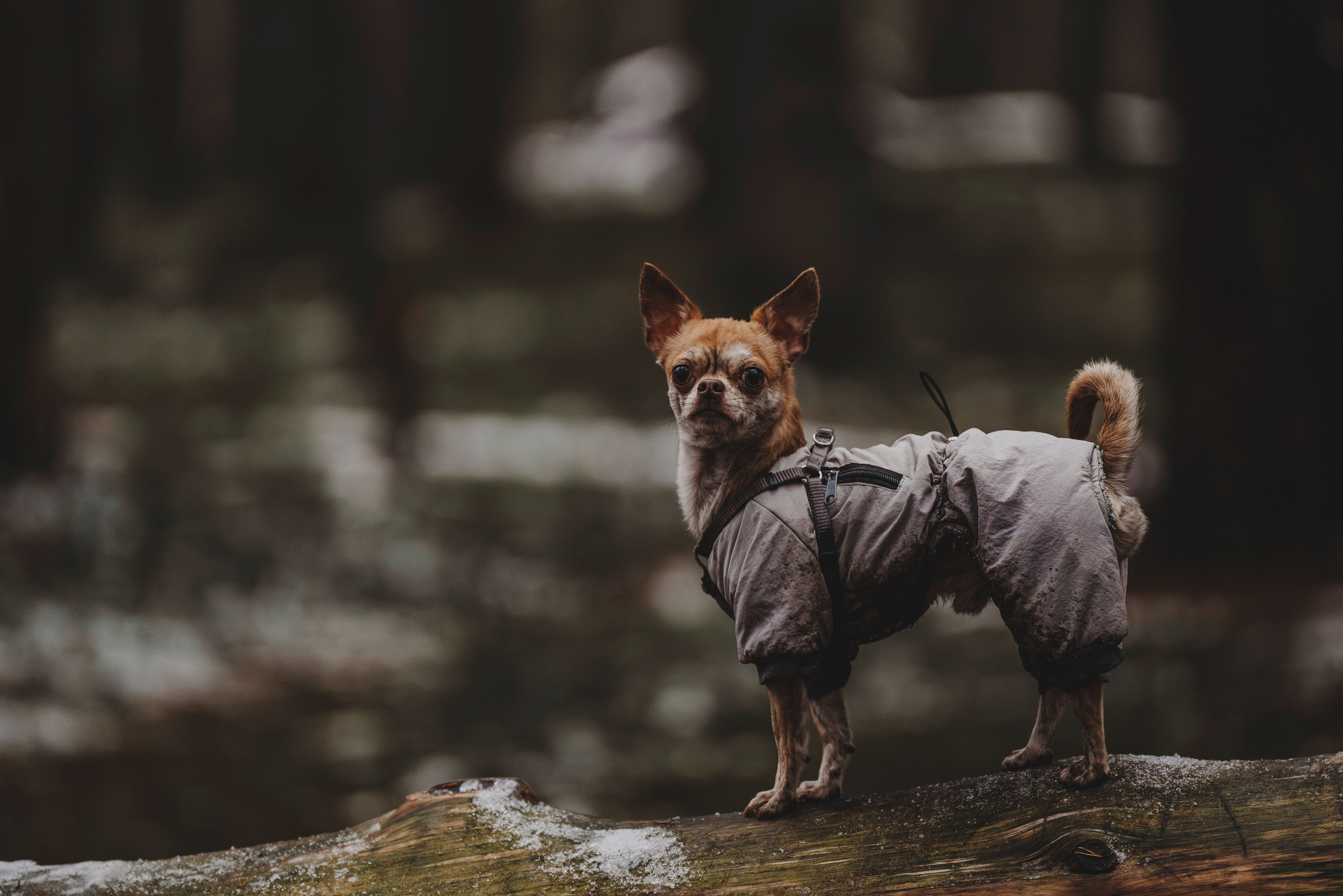 Наталия и Боря. Фотограф анималист в Спб недорого Олеся Майорова
