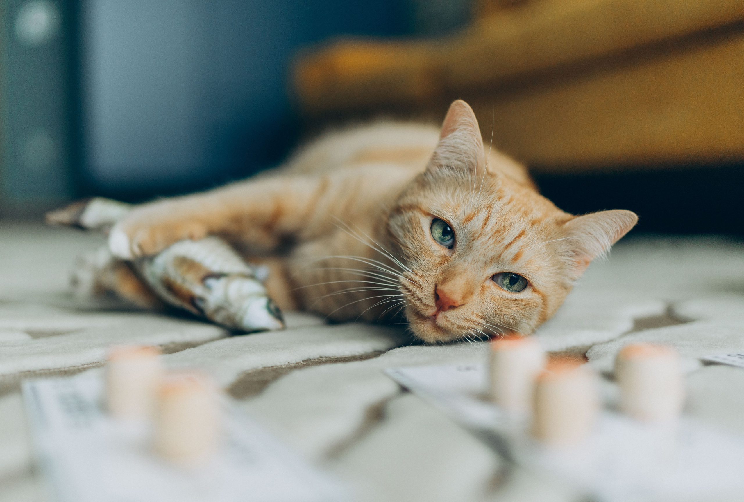 Даша и Брукс. Фотограф анималист в Спб недорого Олеся Майорова