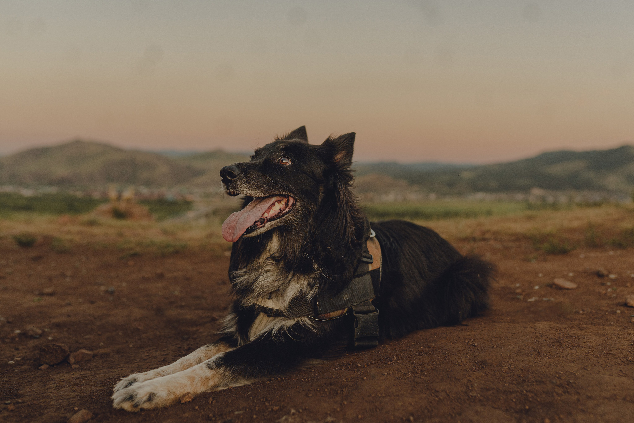 Настя и Умка. Фотограф анималист в Спб недорого Олеся Майорова