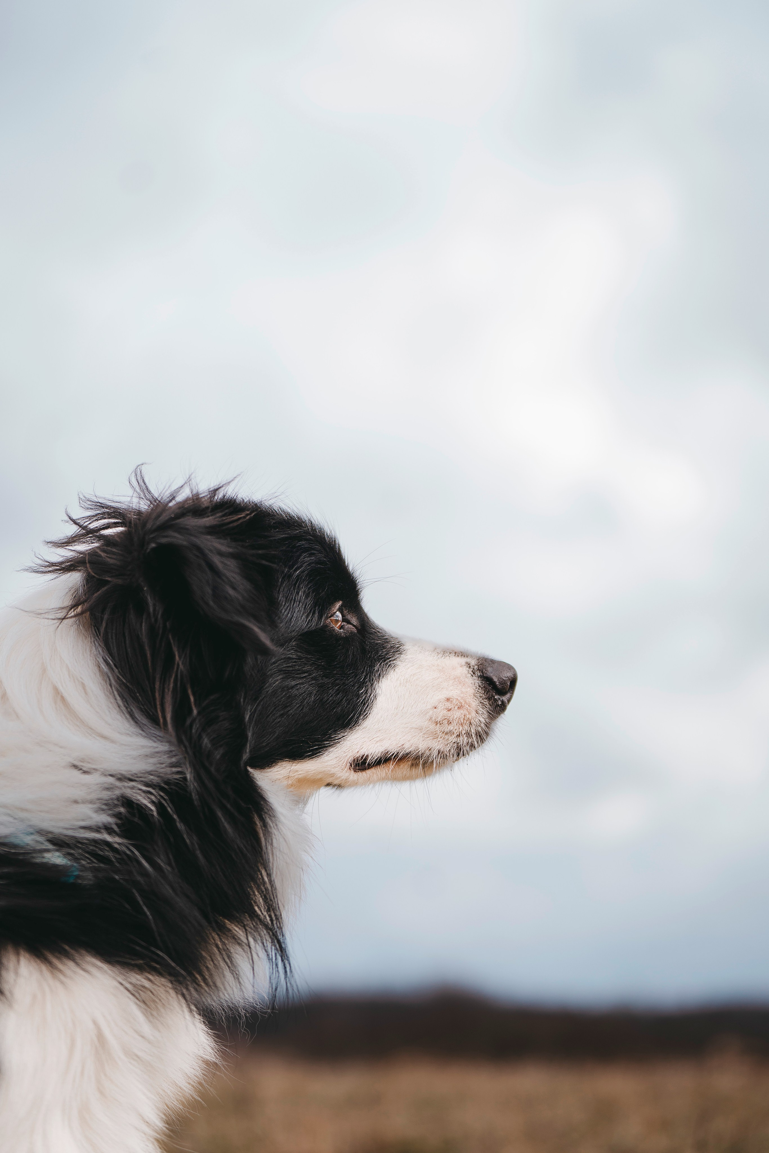 Нил и Алёна. Фотограф анималист в Спб недорого Олеся Майорова