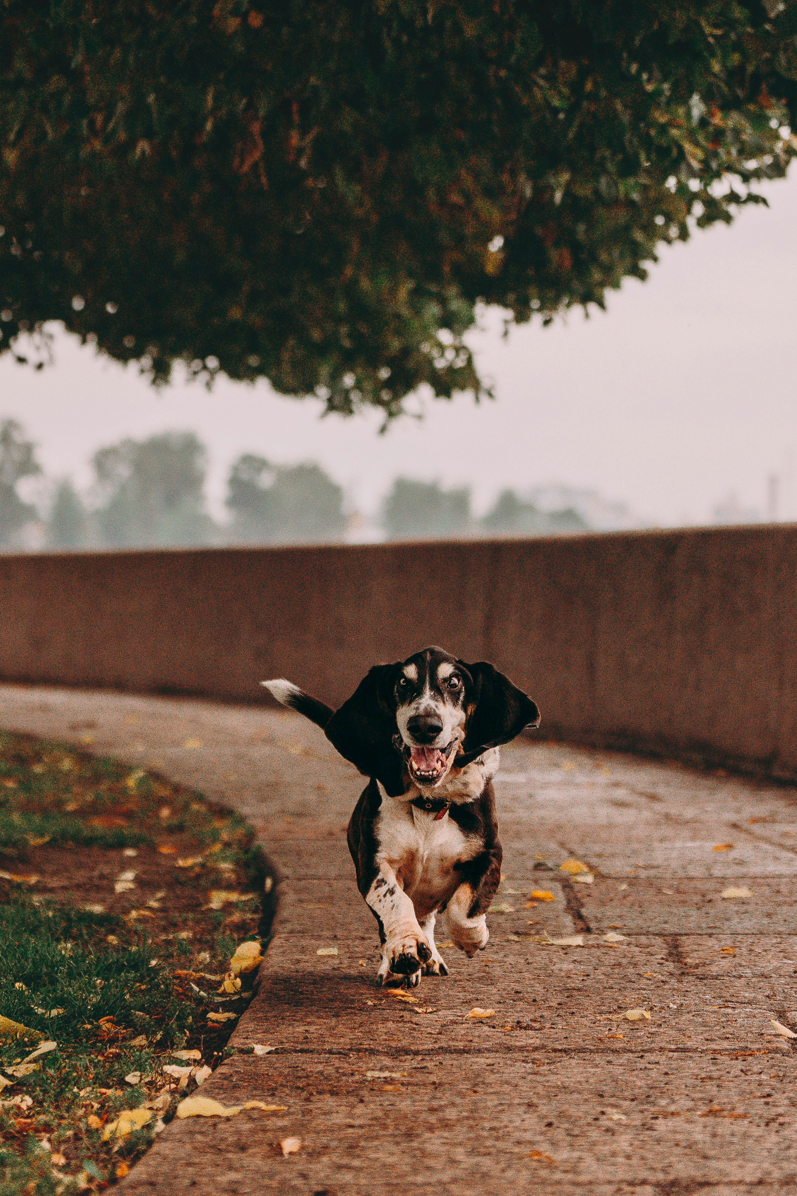 Елизавета и Епифан. Фотограф анималист в Спб недорого Олеся Майорова