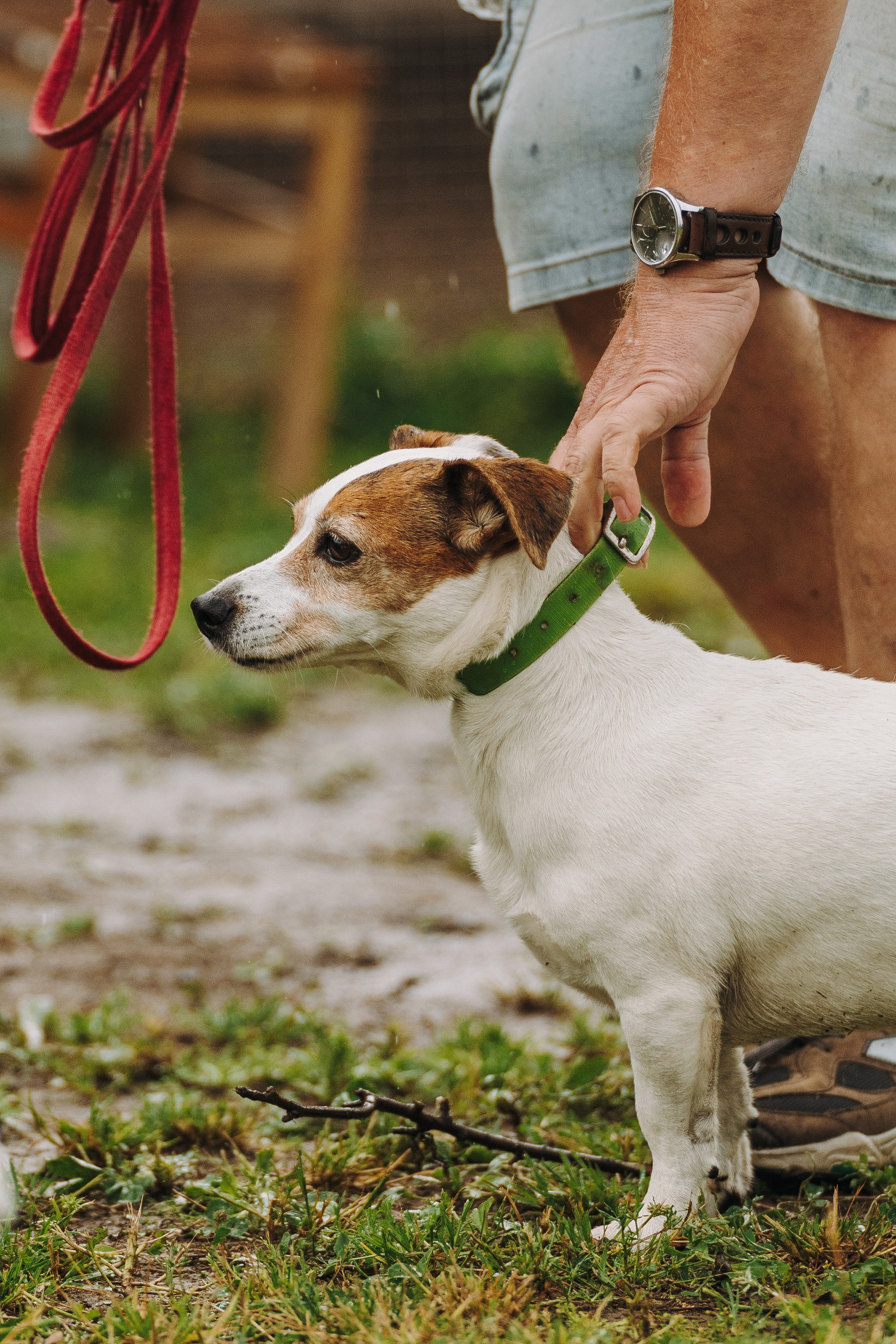 Соревнования по ноузворку в Новожилово. Фотограф анималист в Спб недорого Олеся Майорова