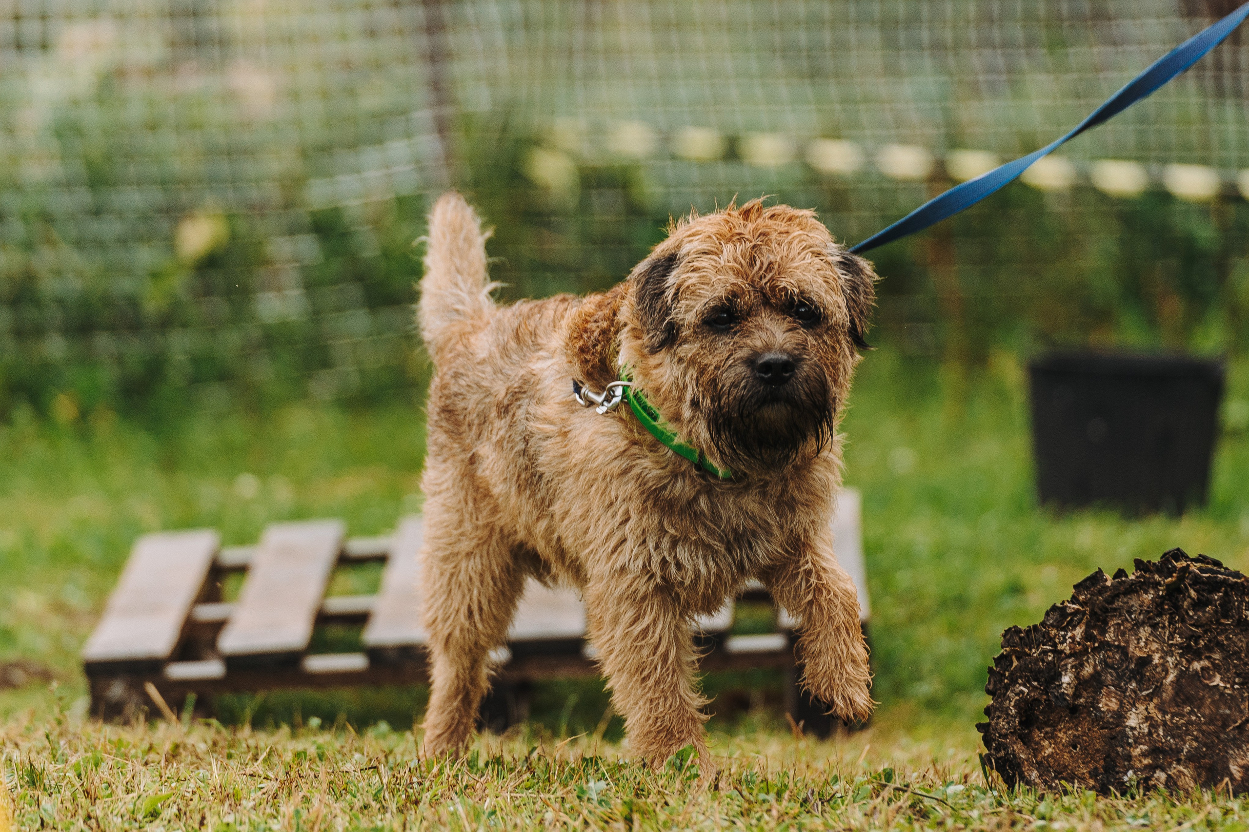 Соревнования по ноузворку в Новожилово. Фотограф анималист в Спб недорого Олеся Майорова