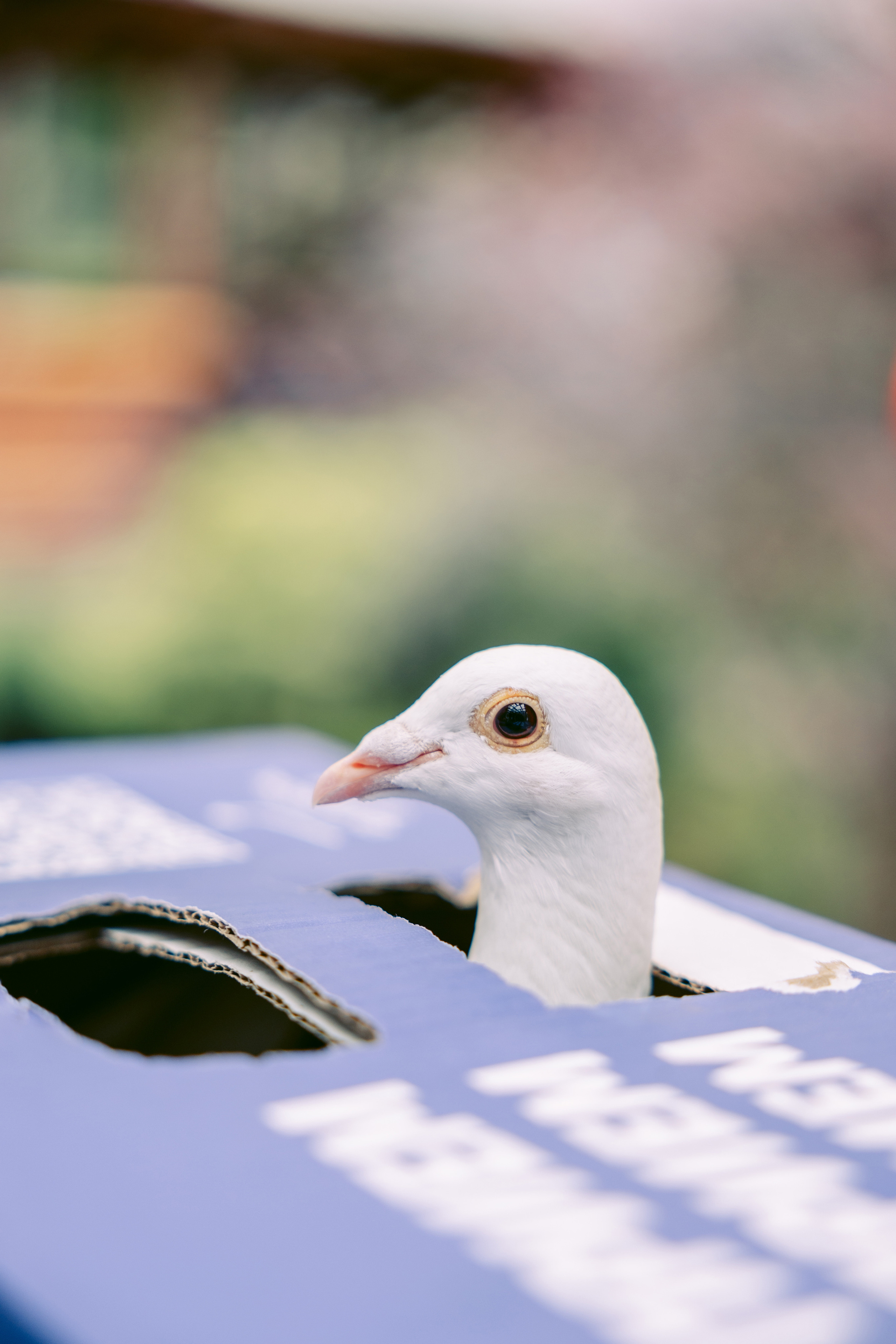 Свадьба в Кудиново. Конюшня. Репортажный и студийный фотограф в Москве — Софи