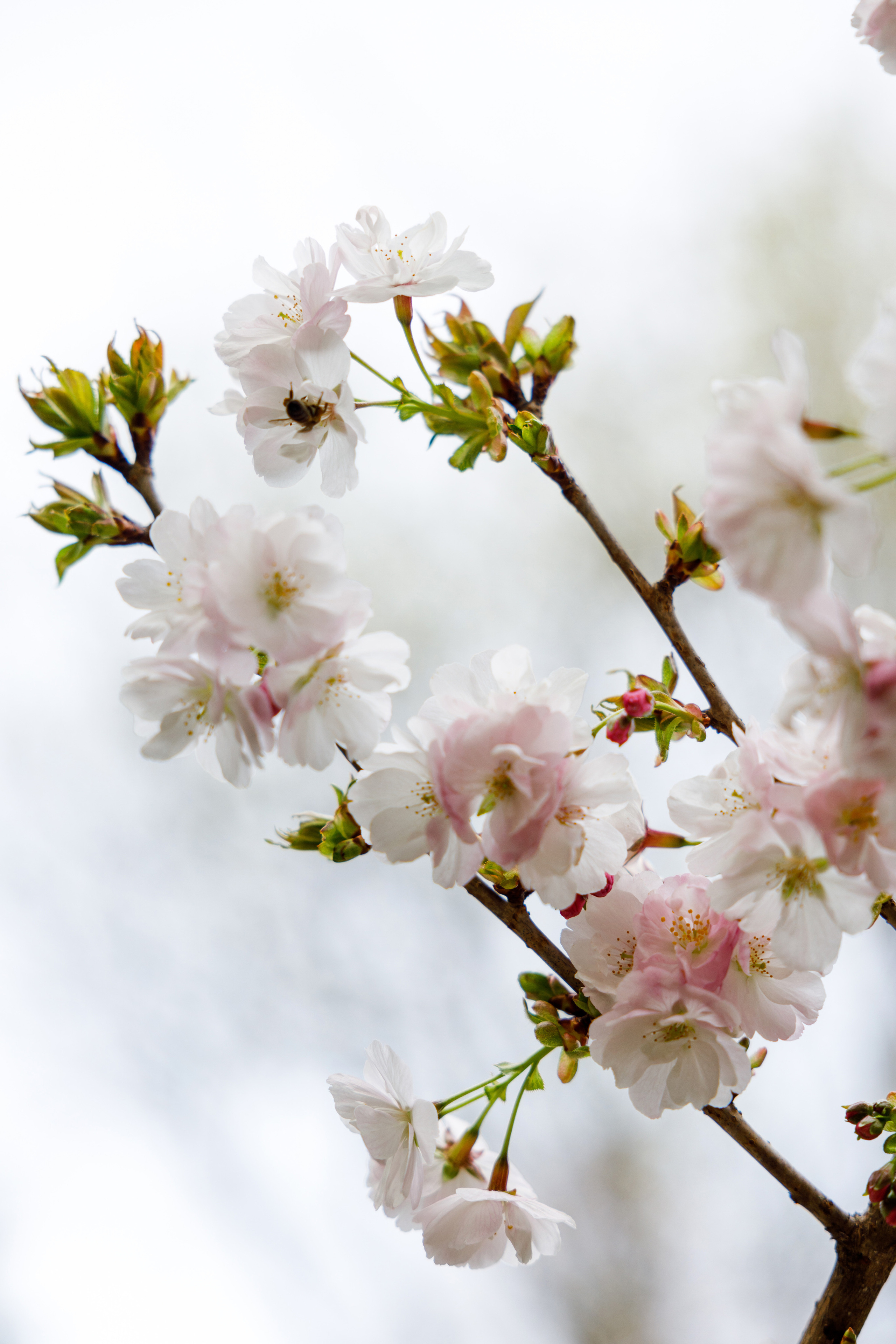 В цветении. Репортажный и студийный фотограф в Москве — Софи