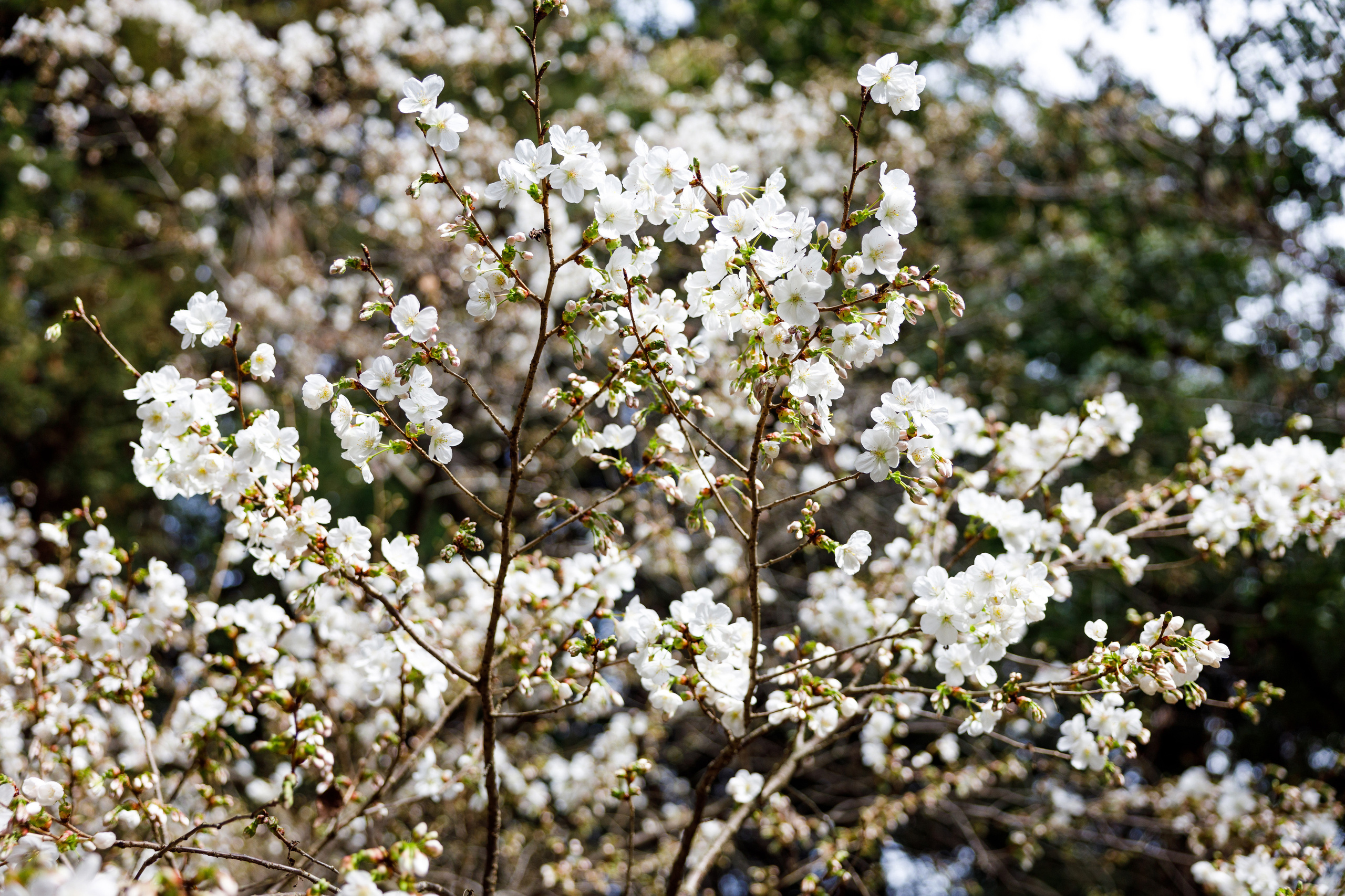 В цветении. Репортажный и студийный фотограф в Москве — Софи