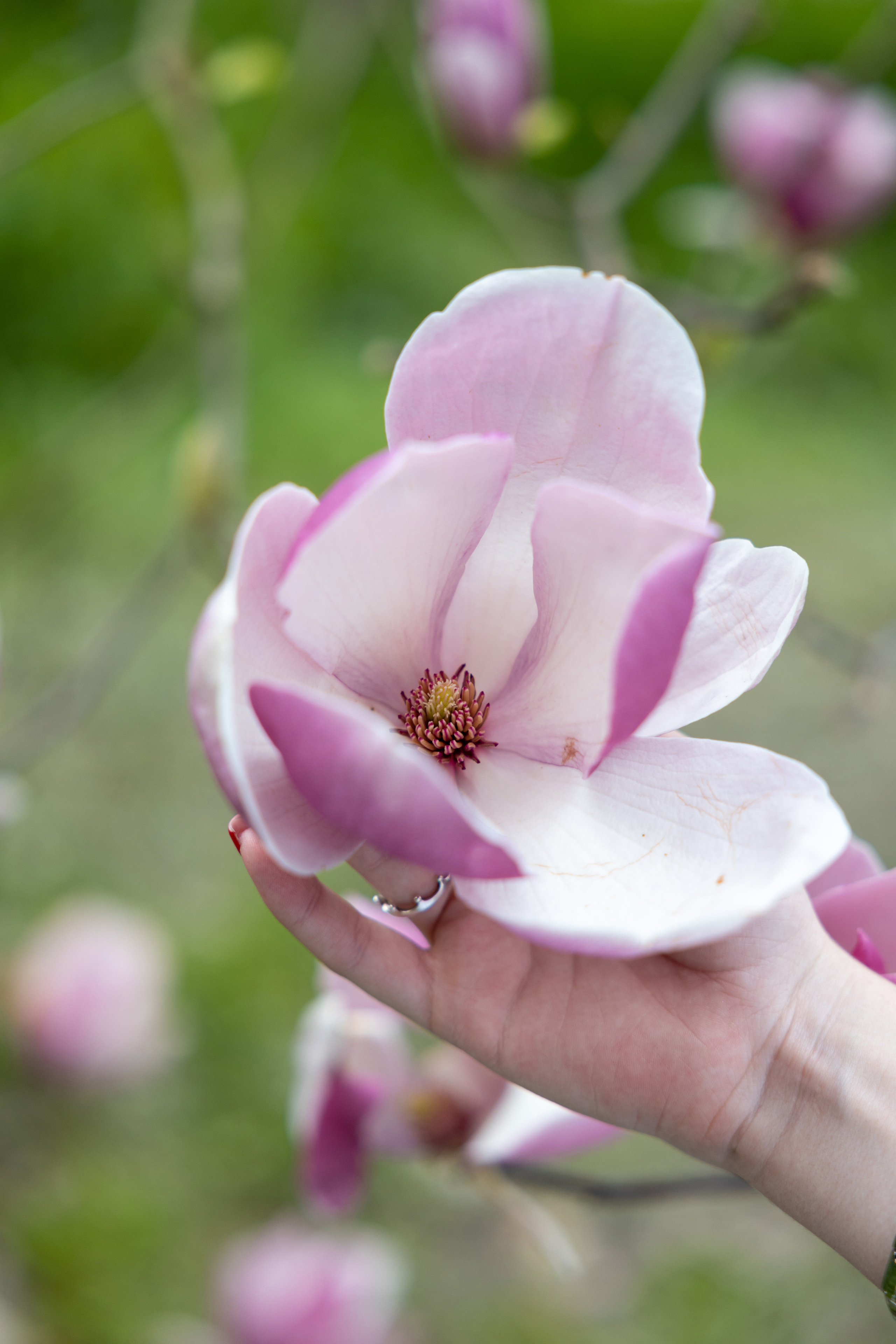 В цветении. Репортажный и студийный фотограф в Москве — Софи
