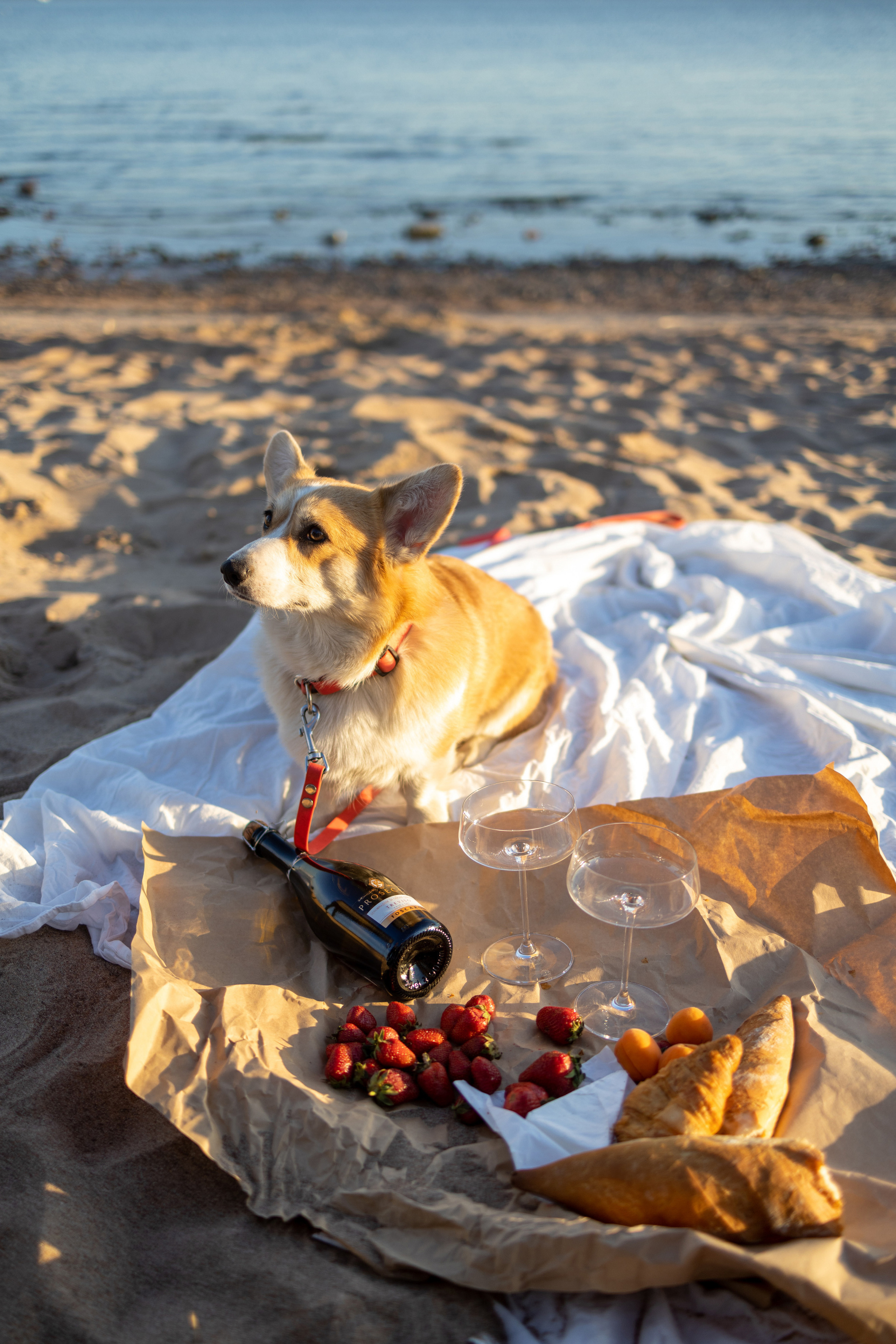 Двое в лодке, не считая собаки. Репортажный и студийный фотограф в Москве — Софи