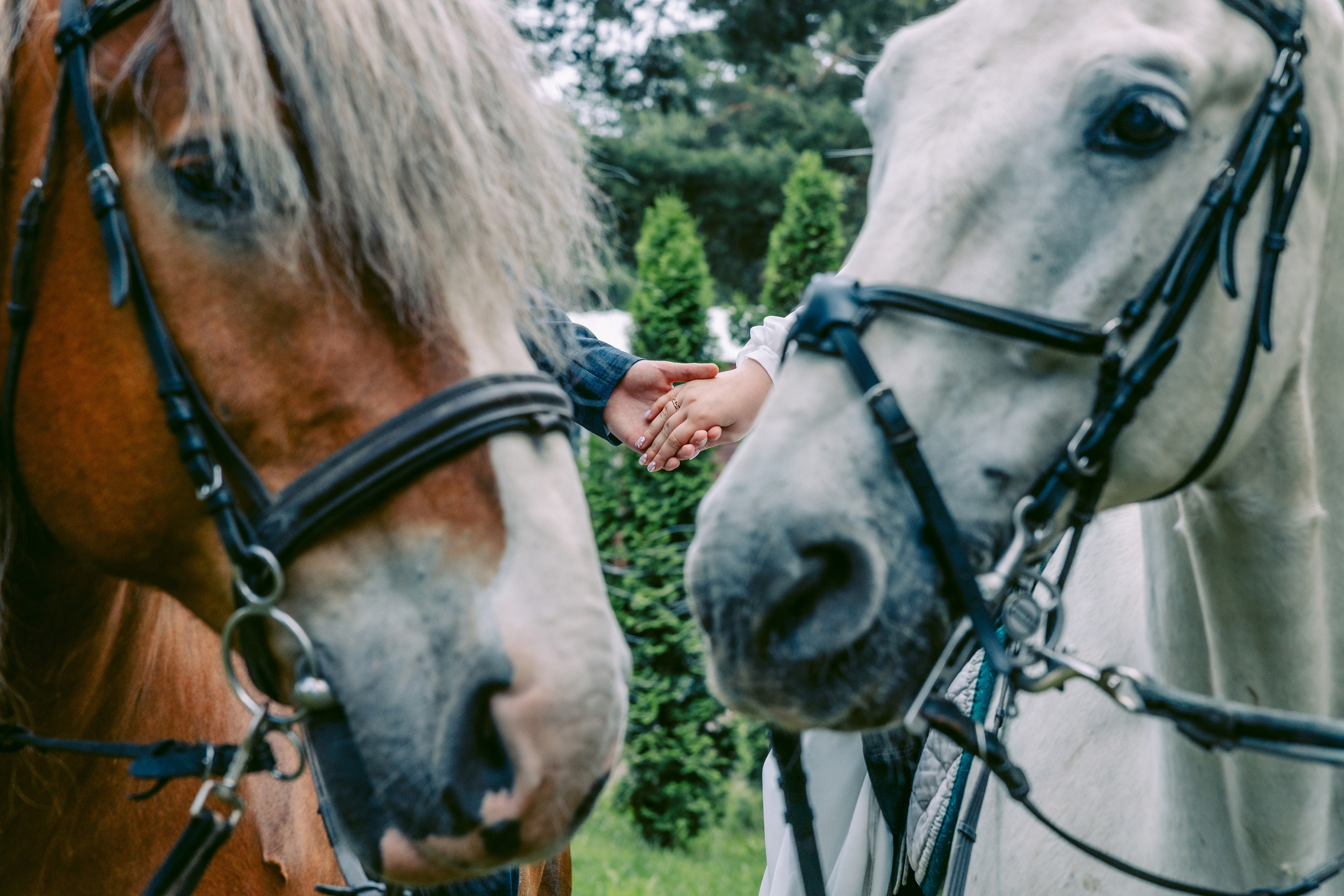 Свадьба в Кудиново. Конюшня