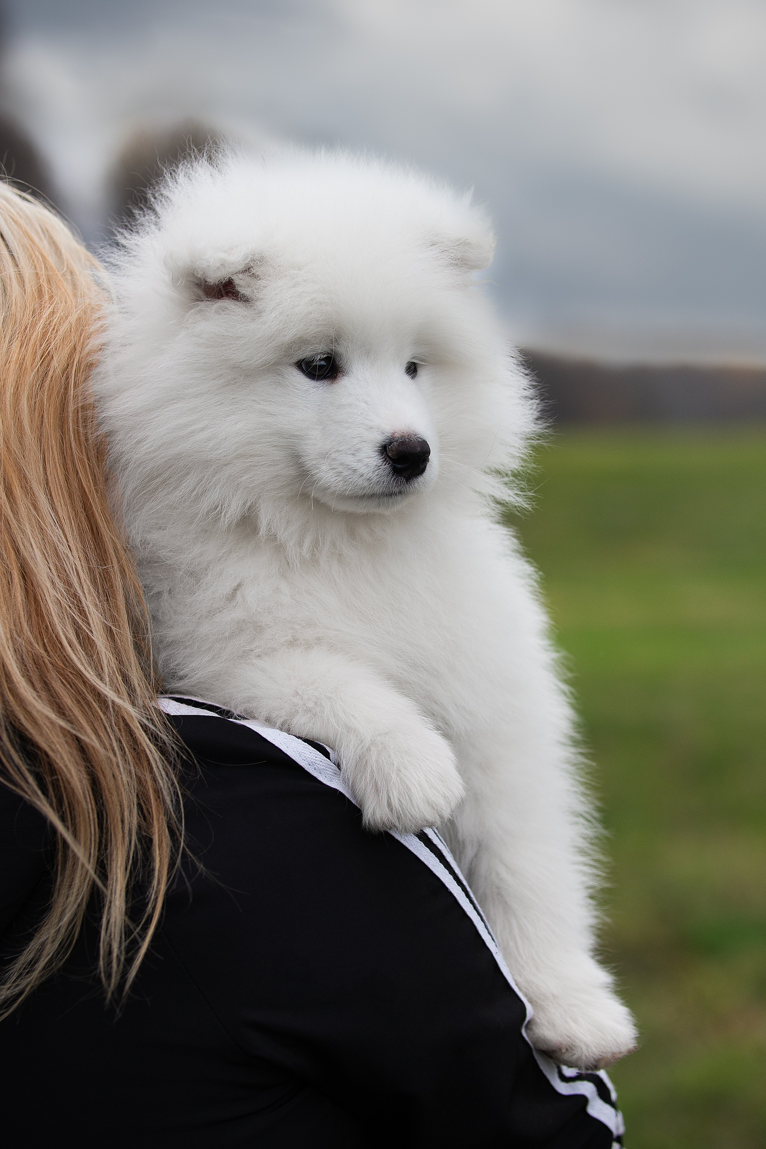 Собаки питомника Версаль. Творческий фотограф Вологда