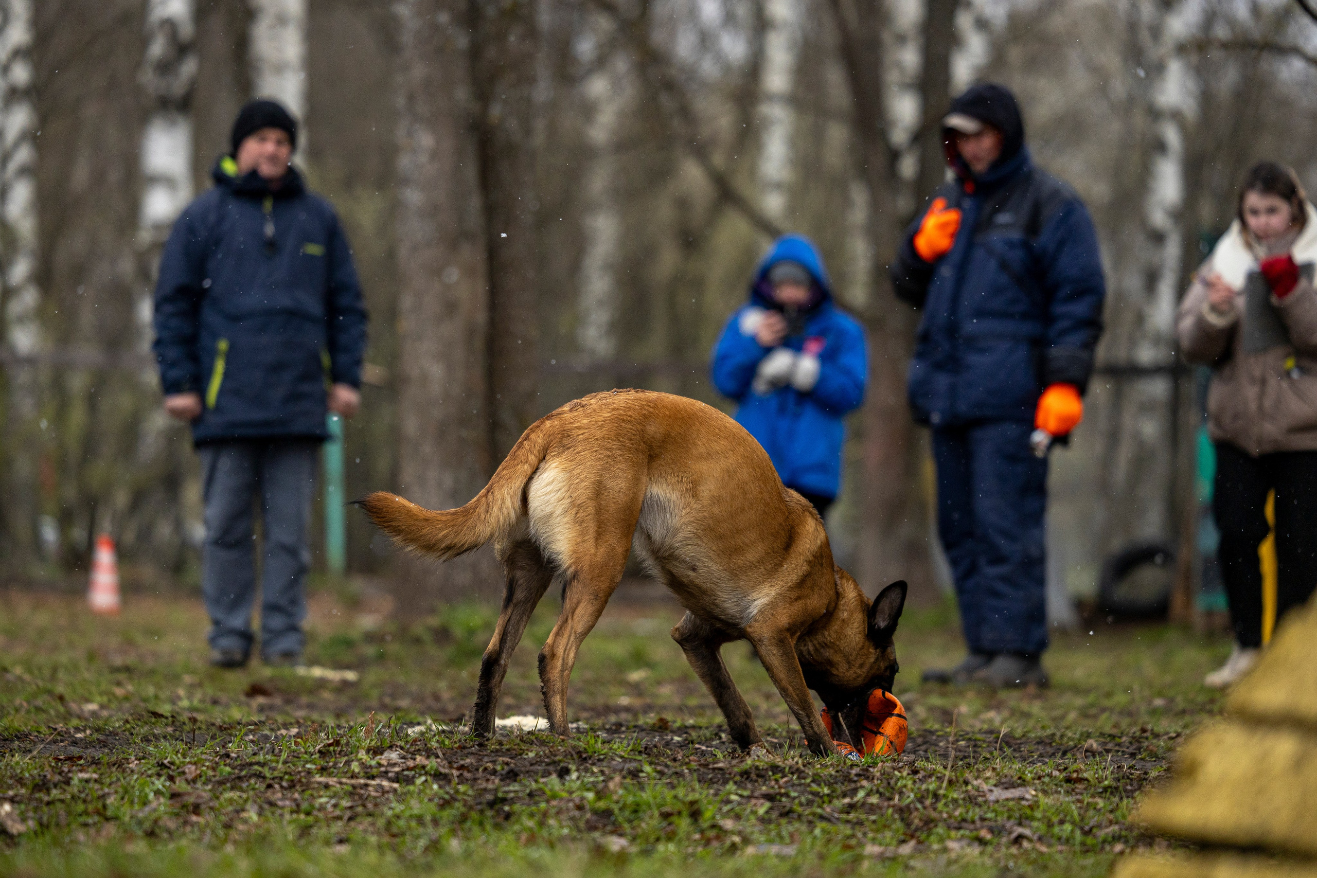 Квалификационные состязания по мондьорингу г. Вологда 11.05.24. Фотограф-анималист Анна Маринич