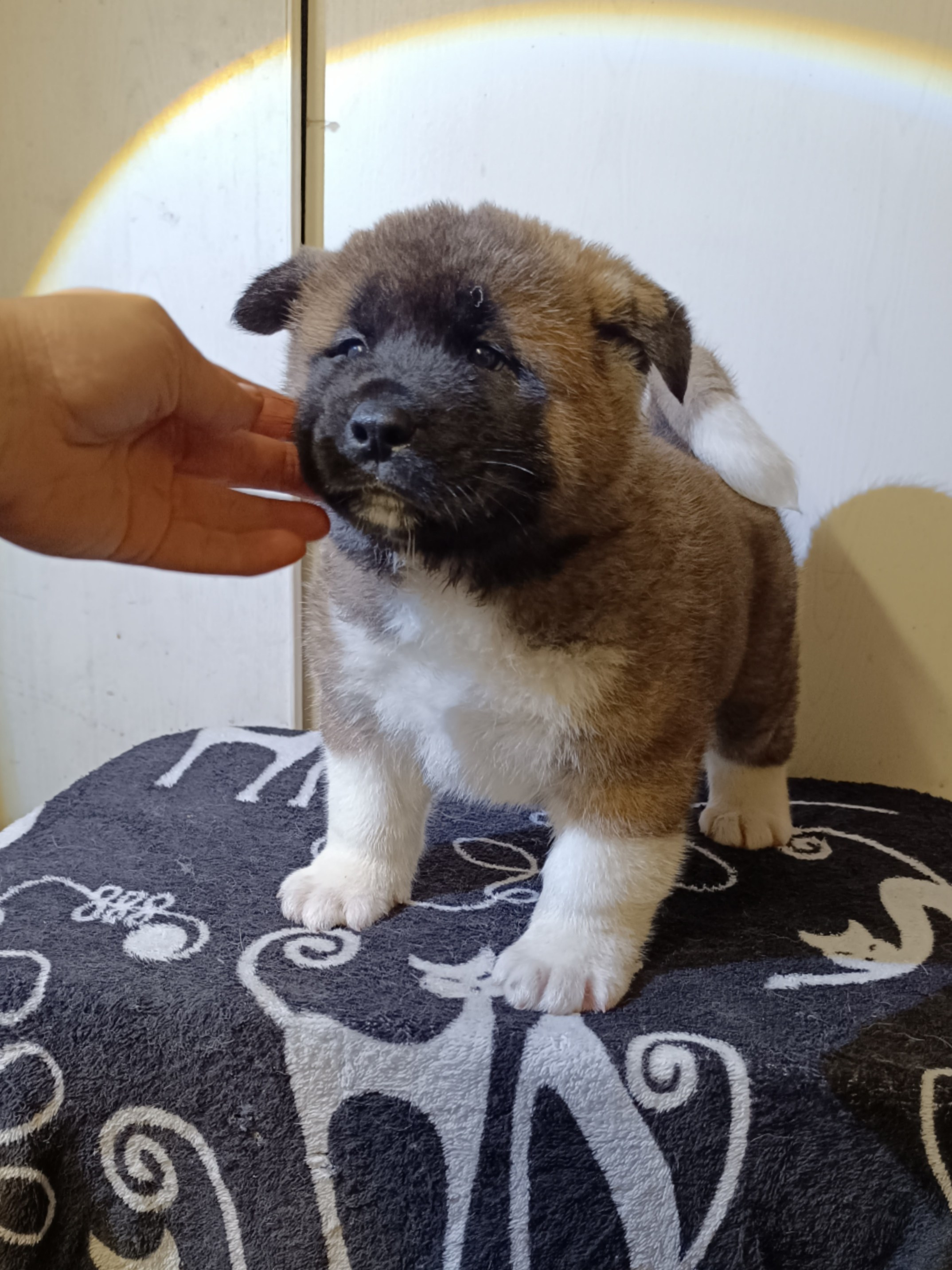 Rubylight Cirrus. Американская акита I Сиба ину I Питомник RUBYLIGHT