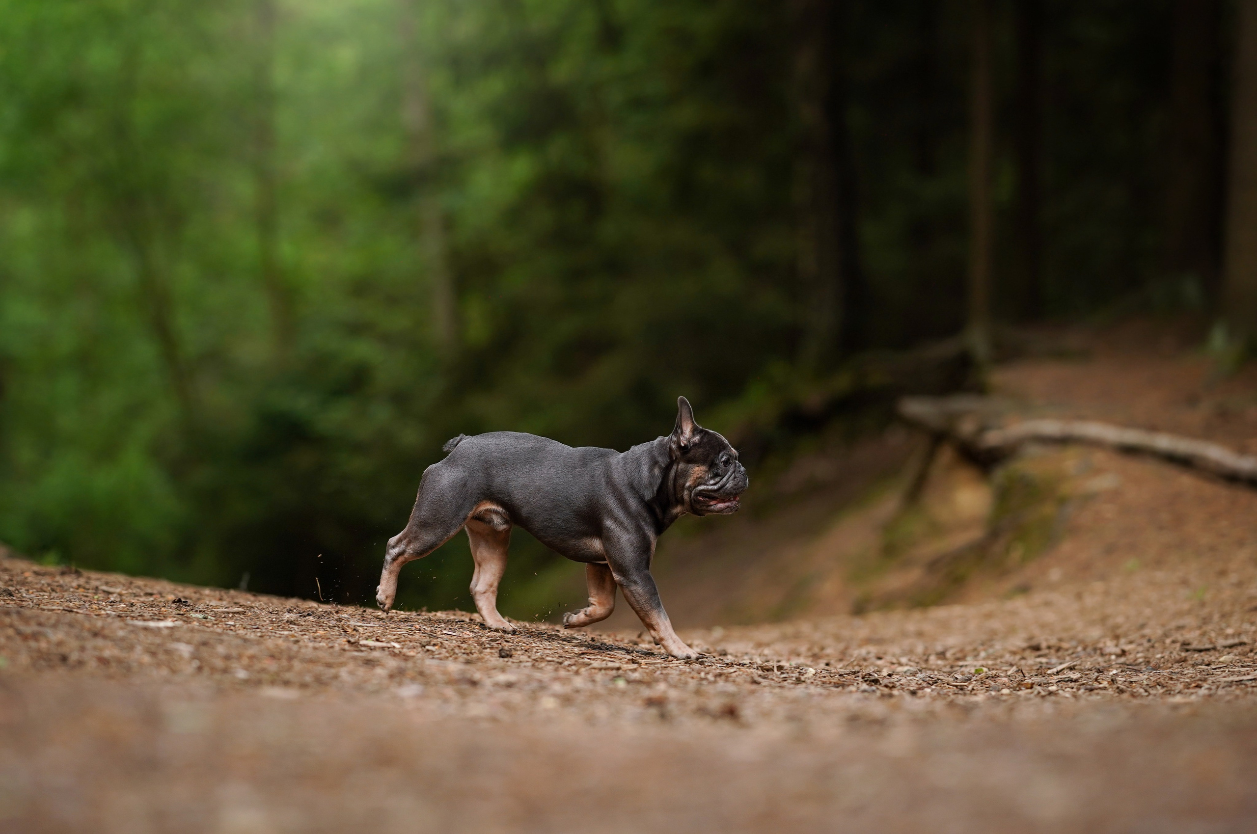 Юлия Петя и Моника. Фотограф-анималист в Санкт-Петербурге Яна Мартынова
