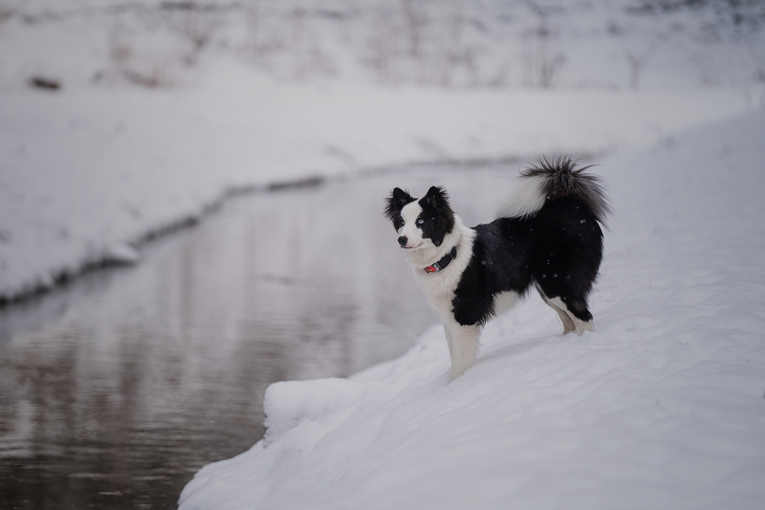Ликер. Kameramotor74