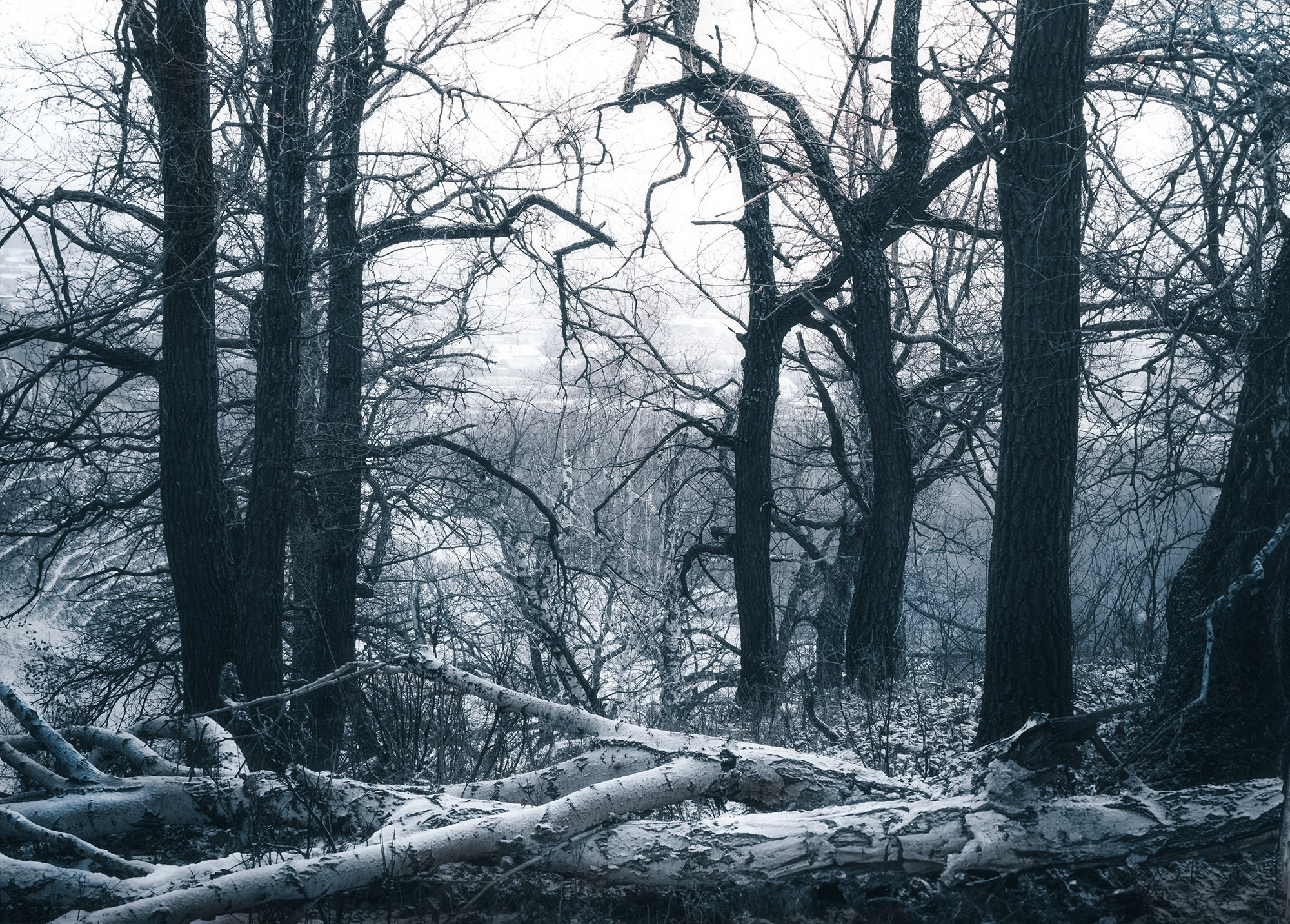 Зимний лес. Пейзажный фотограф Руслан Лукманов