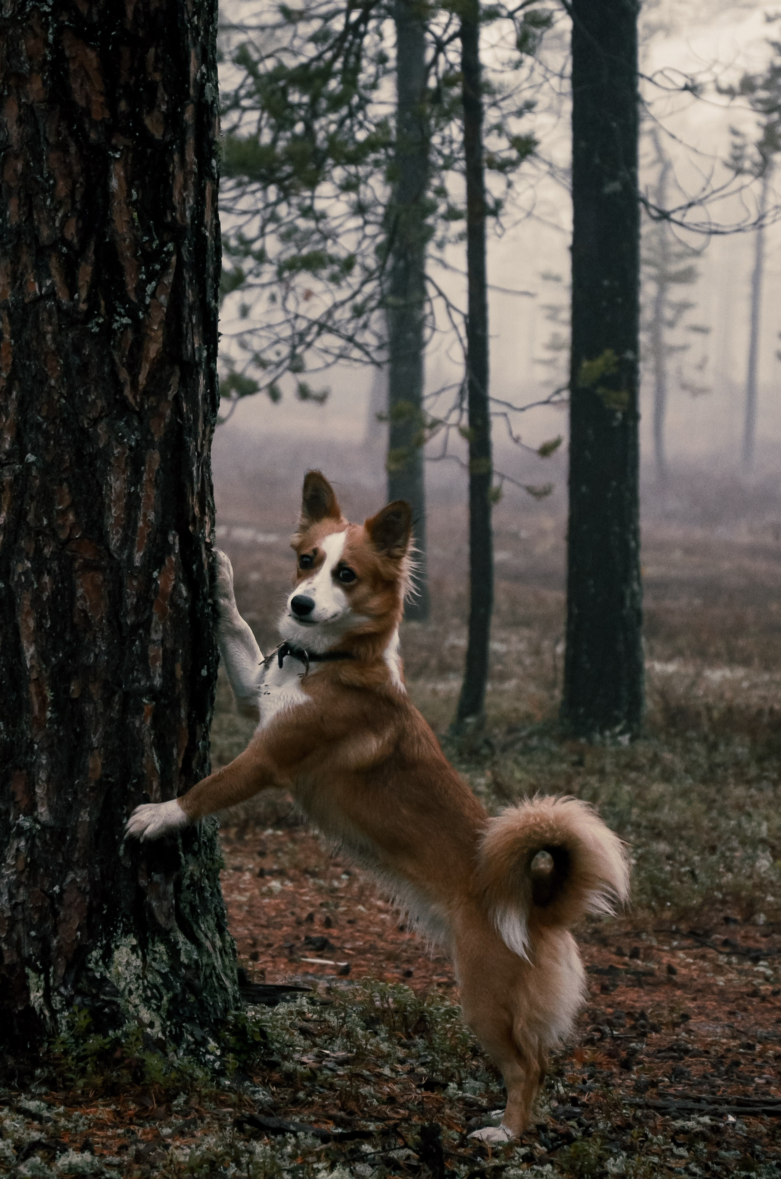 Dog. Фотография — это миг, который фиксирует вечность