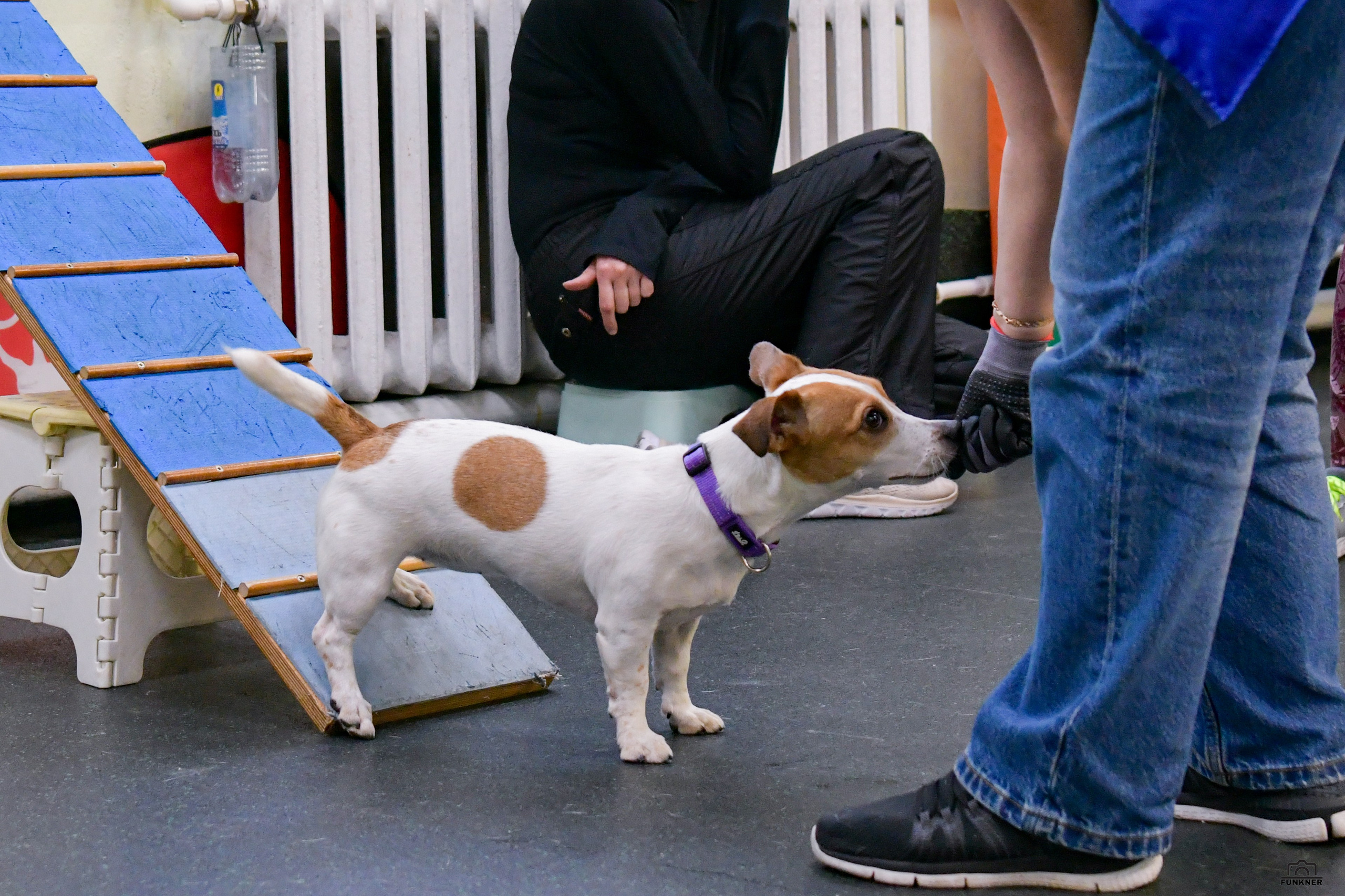 Кинологический клуб «Бодрый хвост». Свой взгляд через объектив