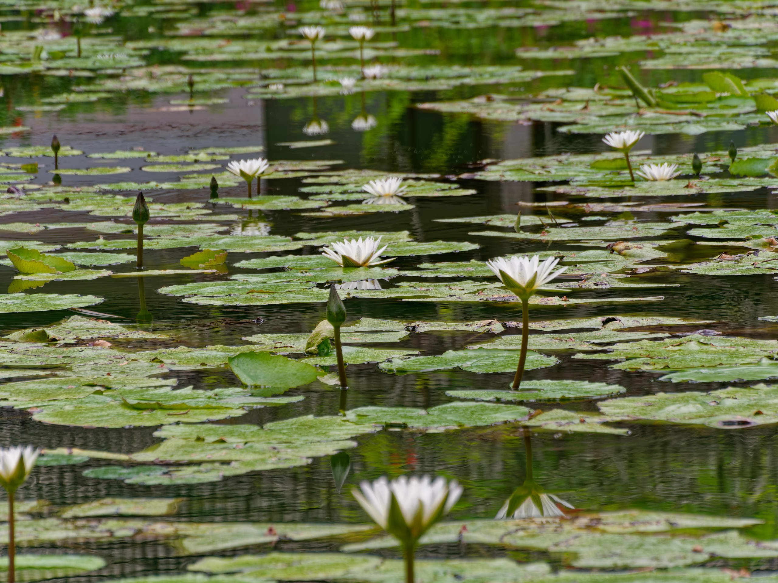 Нячанг 2025 (4). Избранные фотографии