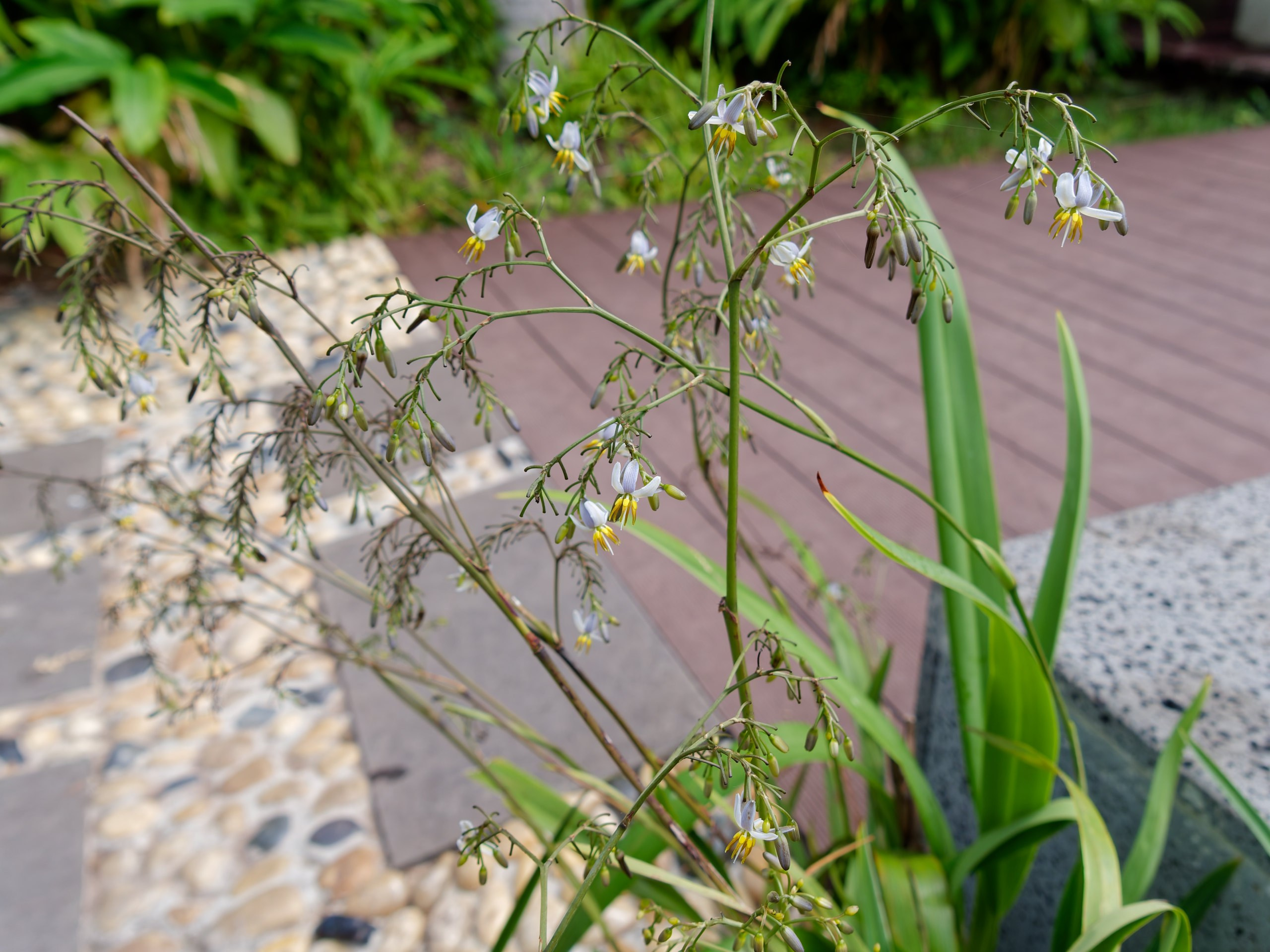 Хайнань 2026, флора, цветы и деревья. Фотопрогулки по Миру