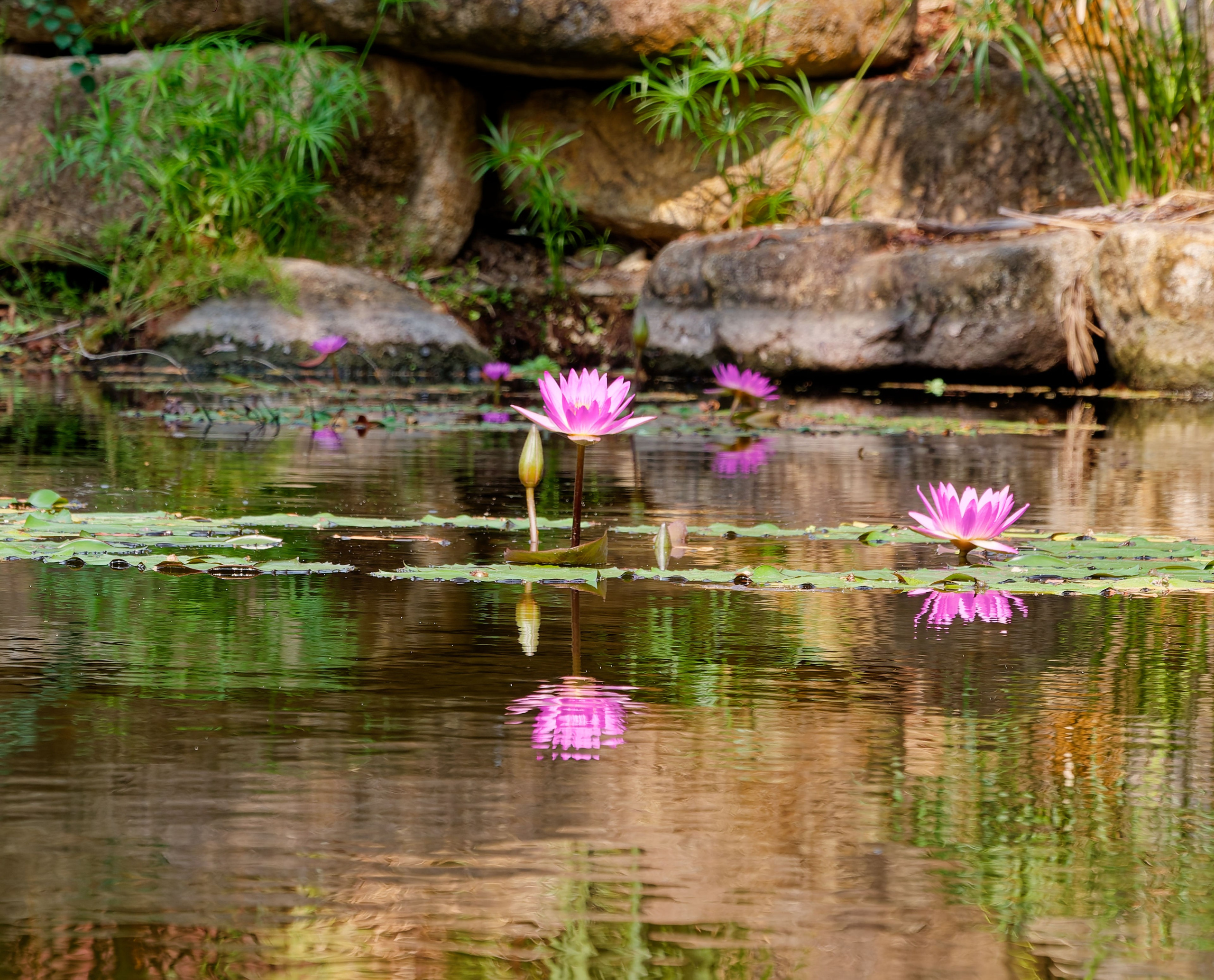 Хайнань 2026, Золотые рыбки в реке отеля. Фотопрогулки по Миру