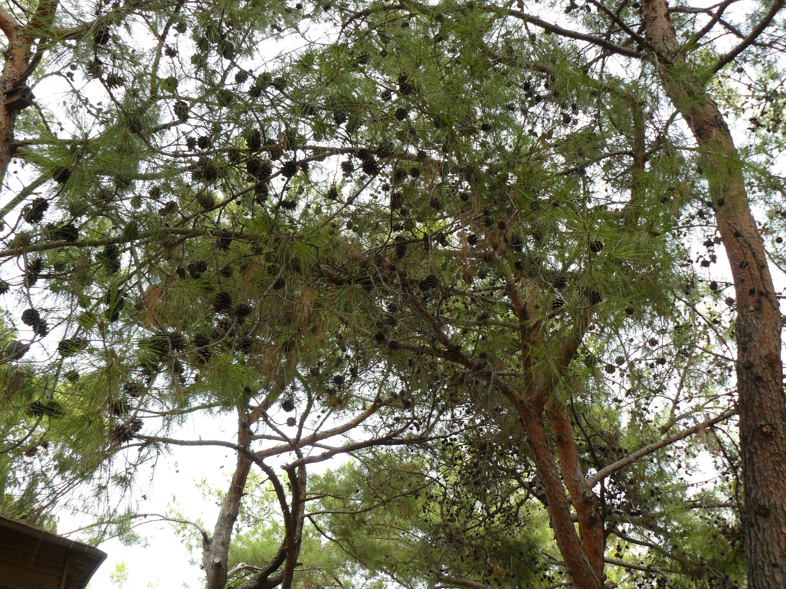 Кемер, Чамьюва 2008. Избранные фотографии