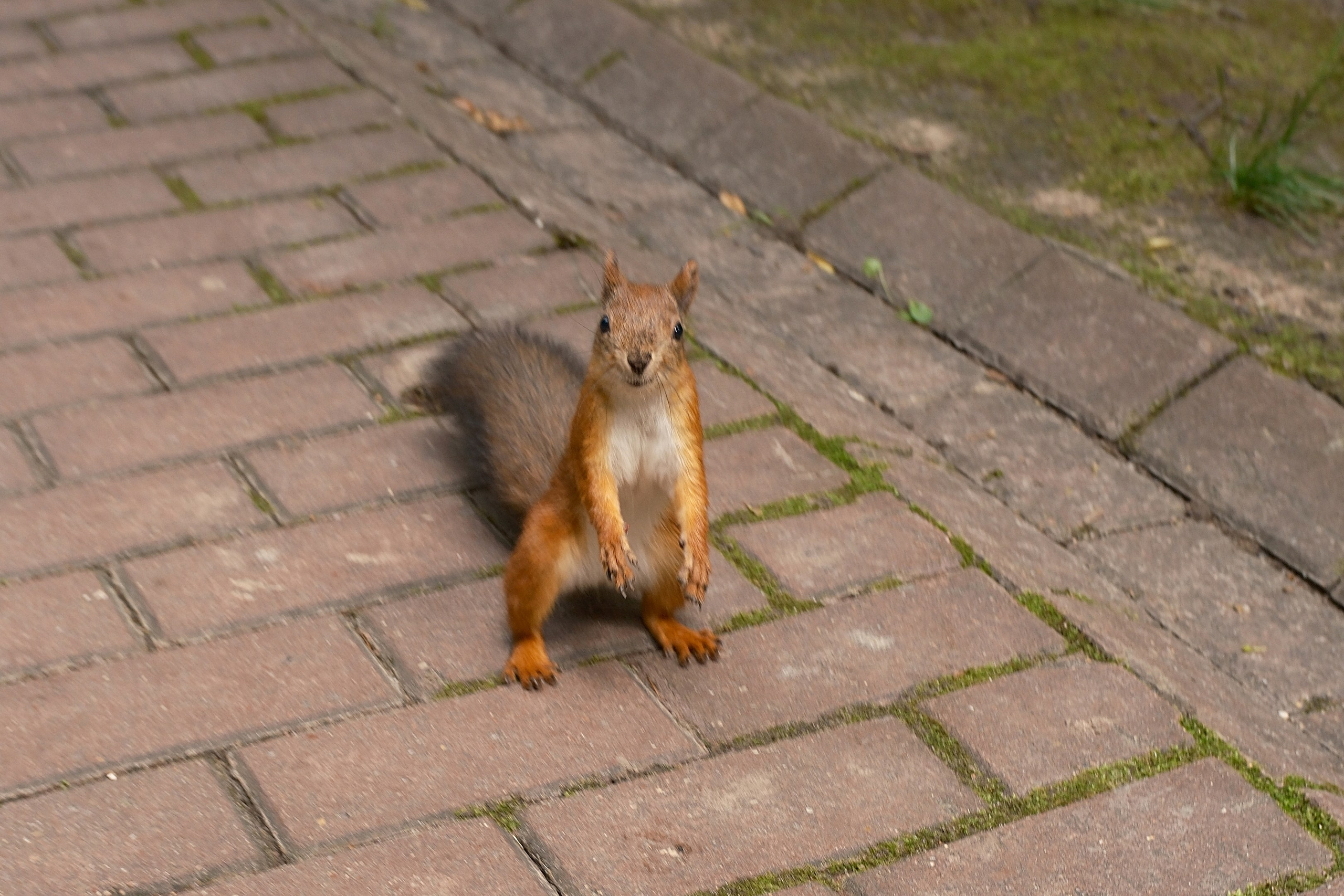 Царицыно 10.08.2025. Улица, люди, жизнь…