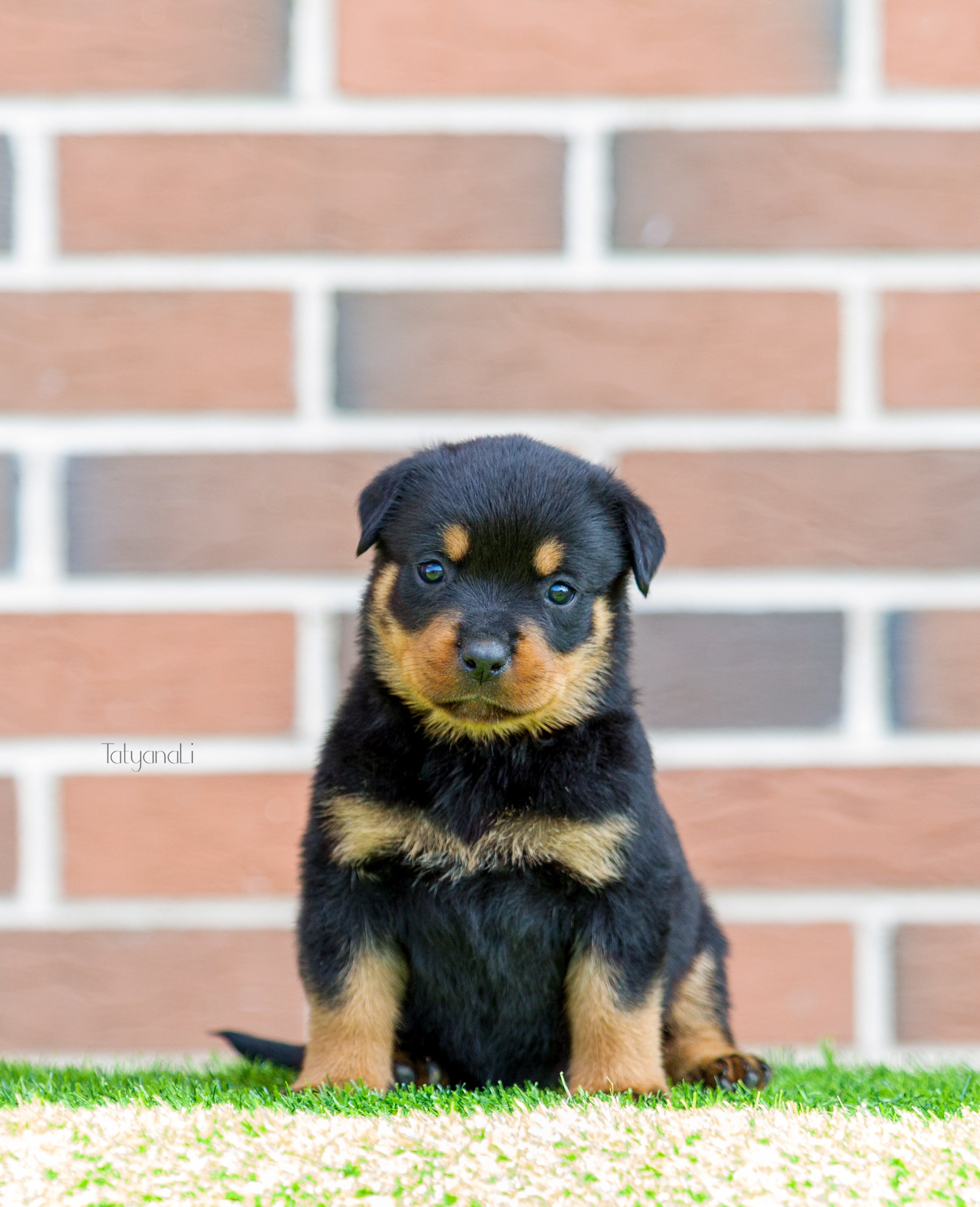 Ротвейлер. Фотограф — анималист Татьяна Ли