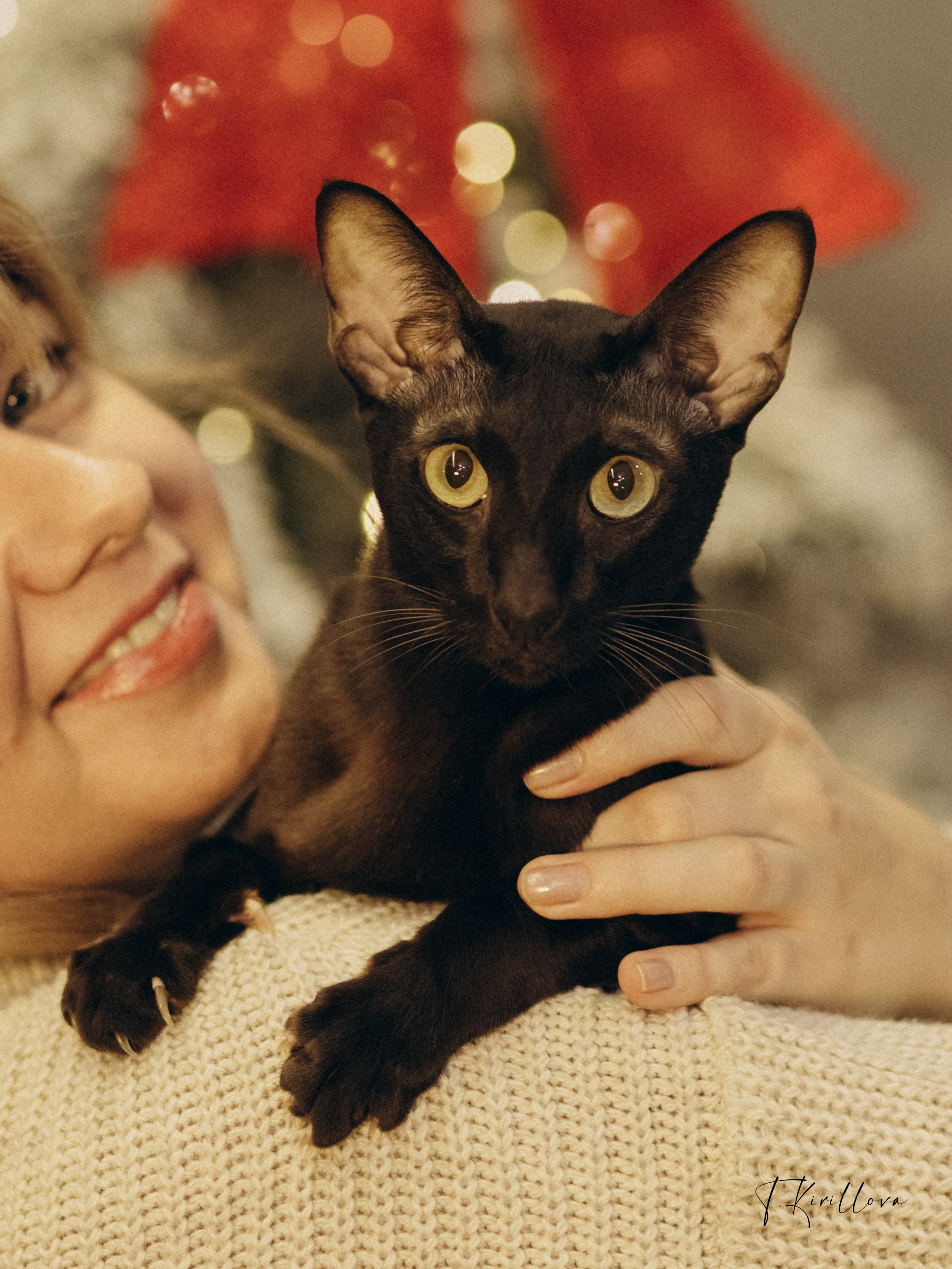 Новогоднее утро. Фотограф-анималист в Москве Кириллова Татьяна