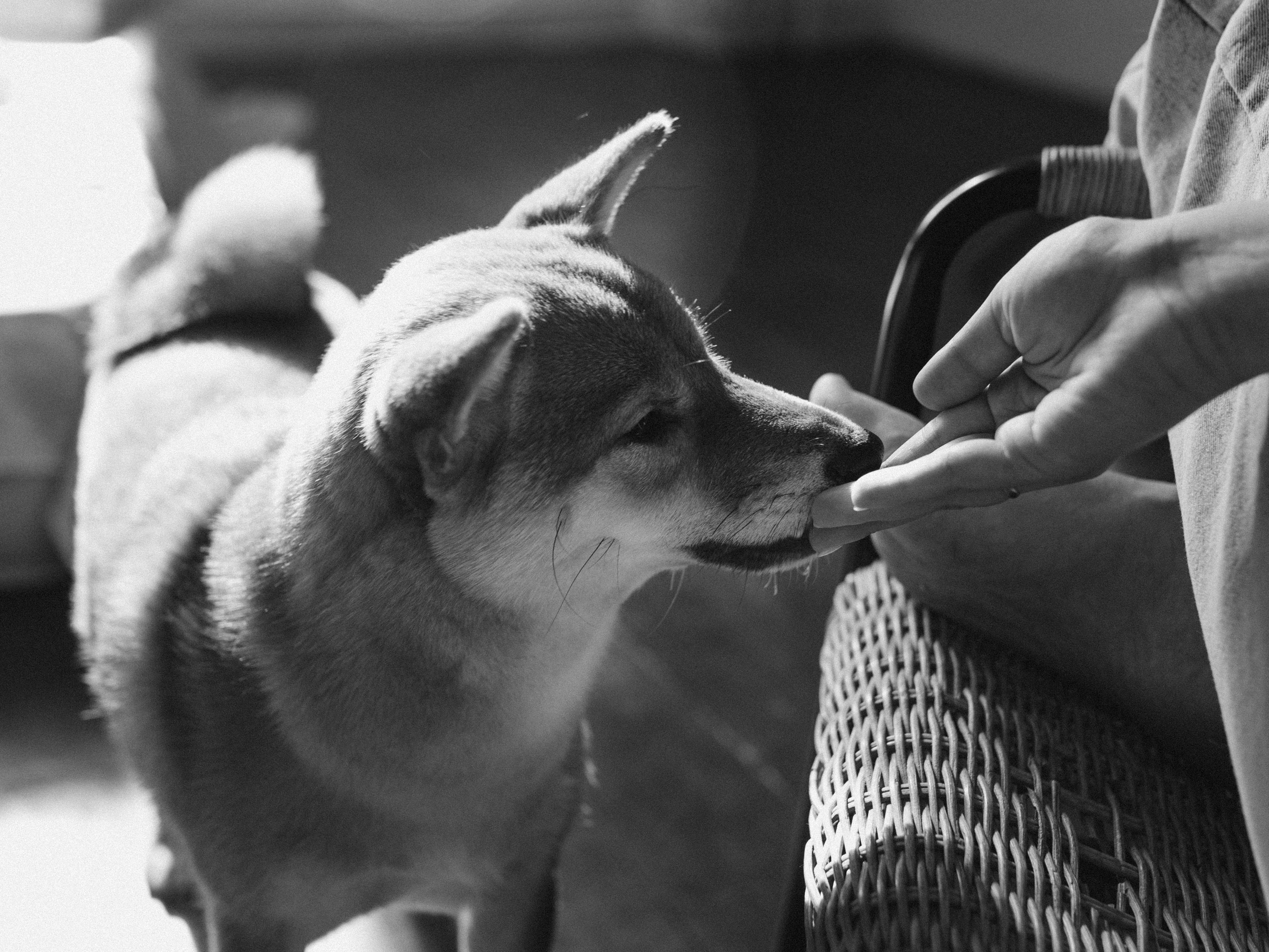 Мика и Настя. Фотограф-анималист в Москве Кириллова Татьяна