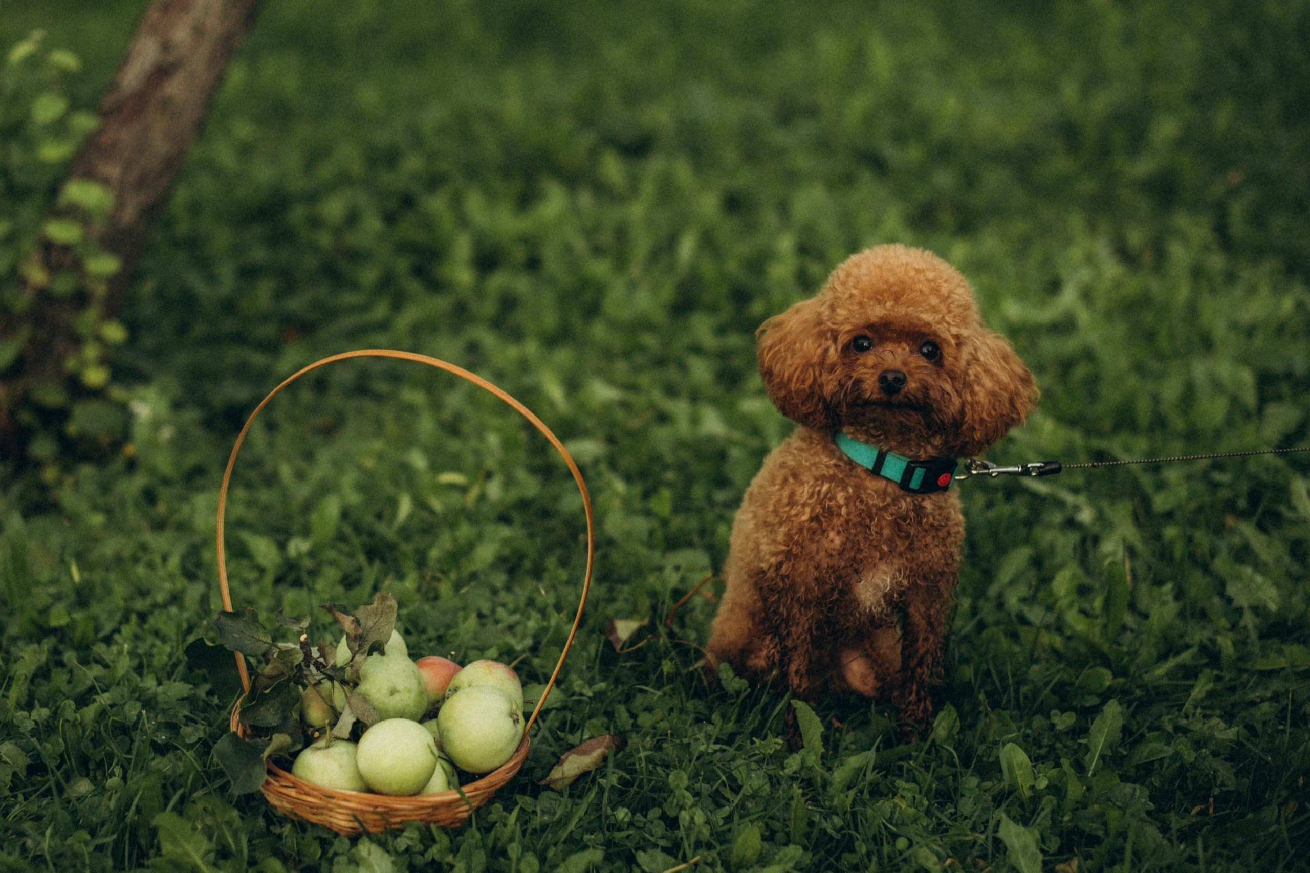 В яблоневых садах. Гаврилова Настя семейный фотограф lifestyle в Москве