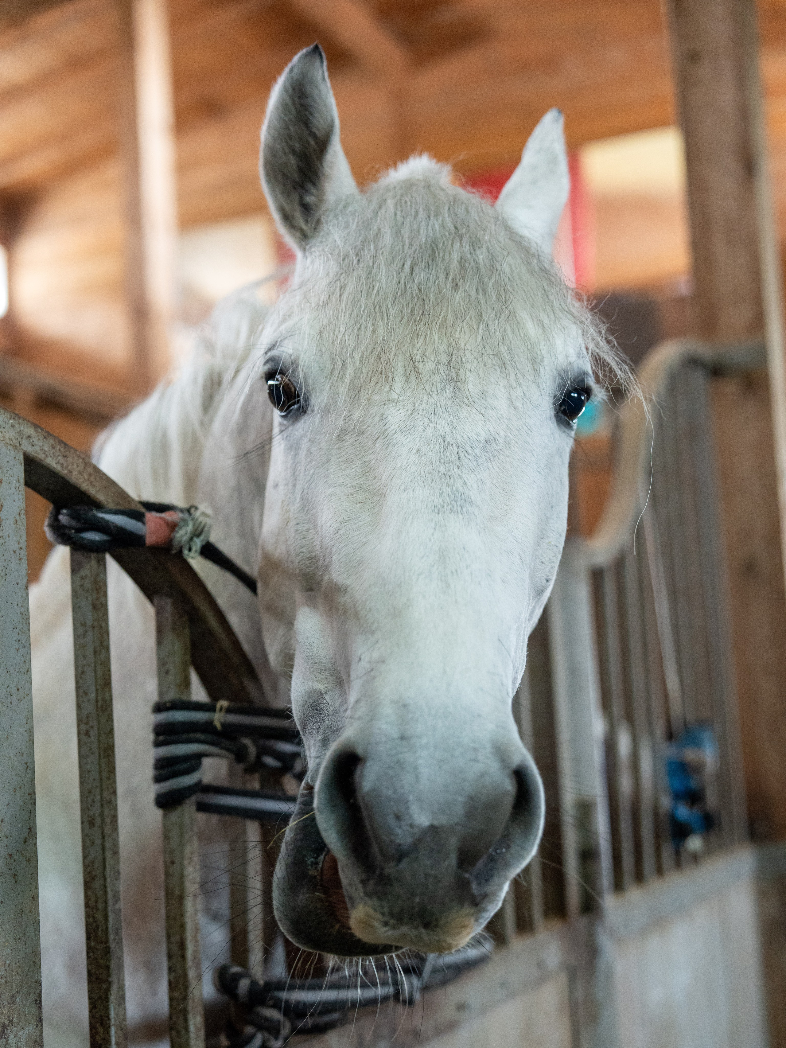 MICE мероприятие на ферме Экзархо. Репортажный фотограф в Красной Поляне и Сочи Павлюченко Екатерина