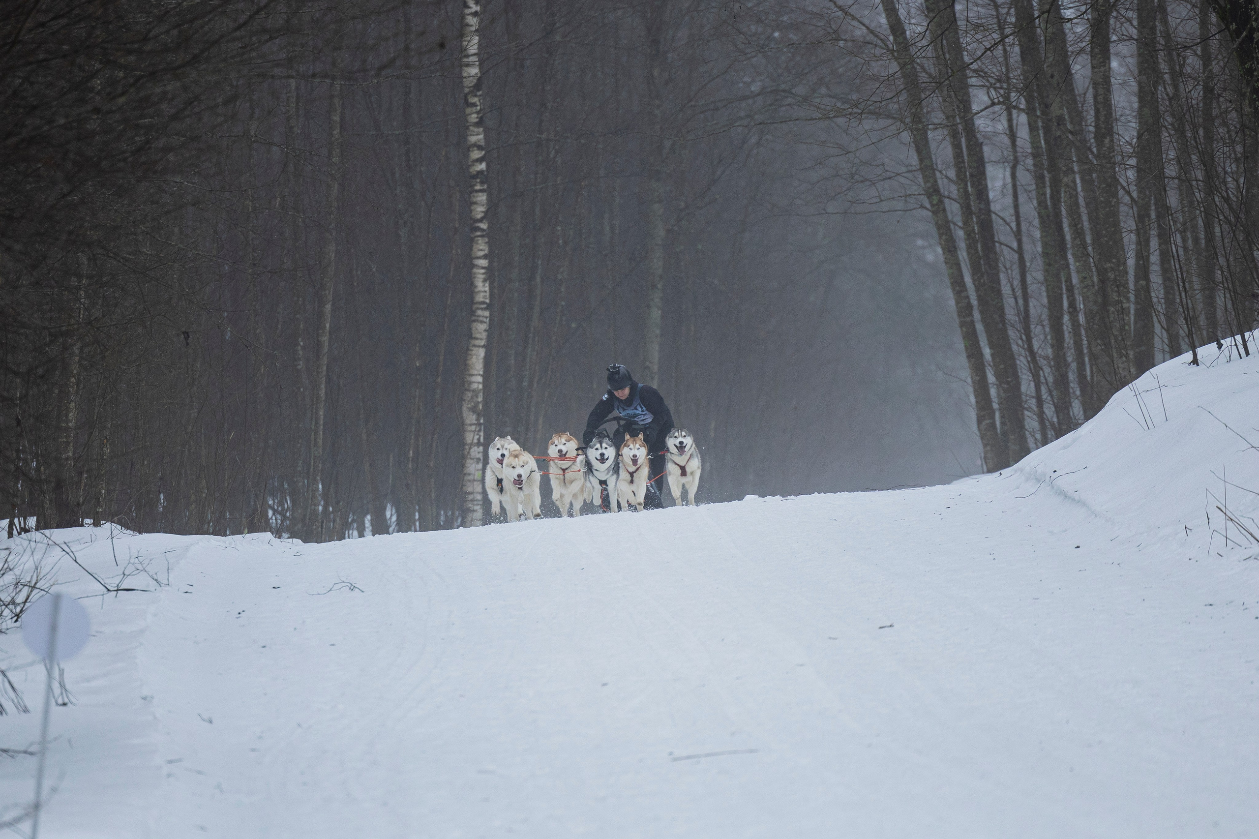 Зимний Чемпионат Санкт-Петербурга по ездовому спорту. Фотограф-анималист Анна Маринич