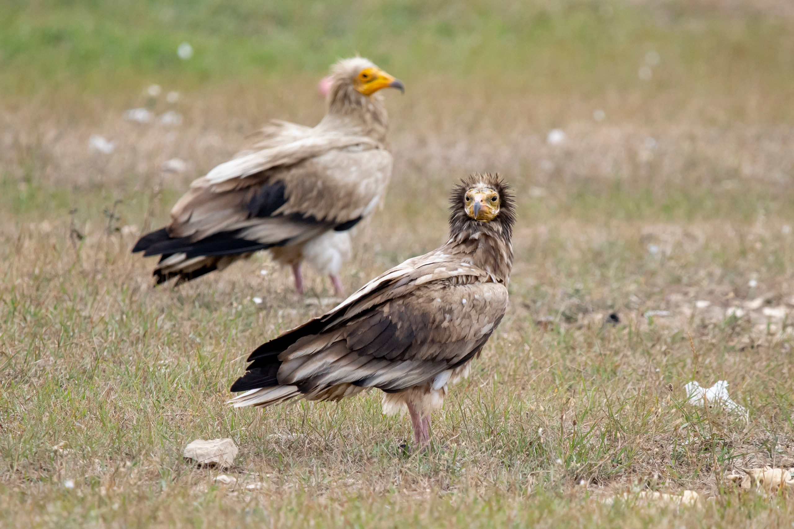 Природа Дагестана, сентябрь 2024. Foto-Zuev фотография как искусство
