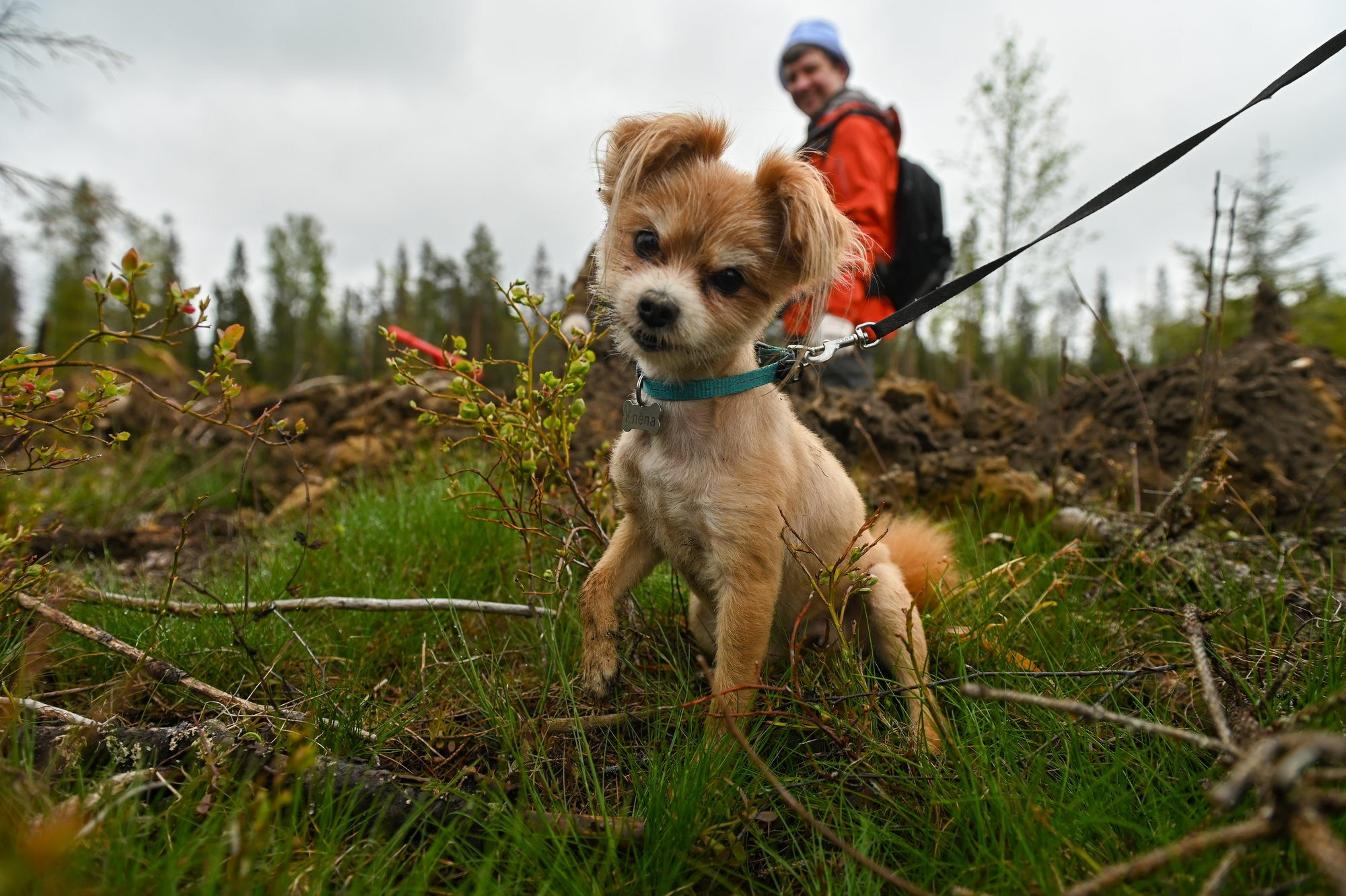 Высадка леса. Документальный фотограф Сергей Вдовин