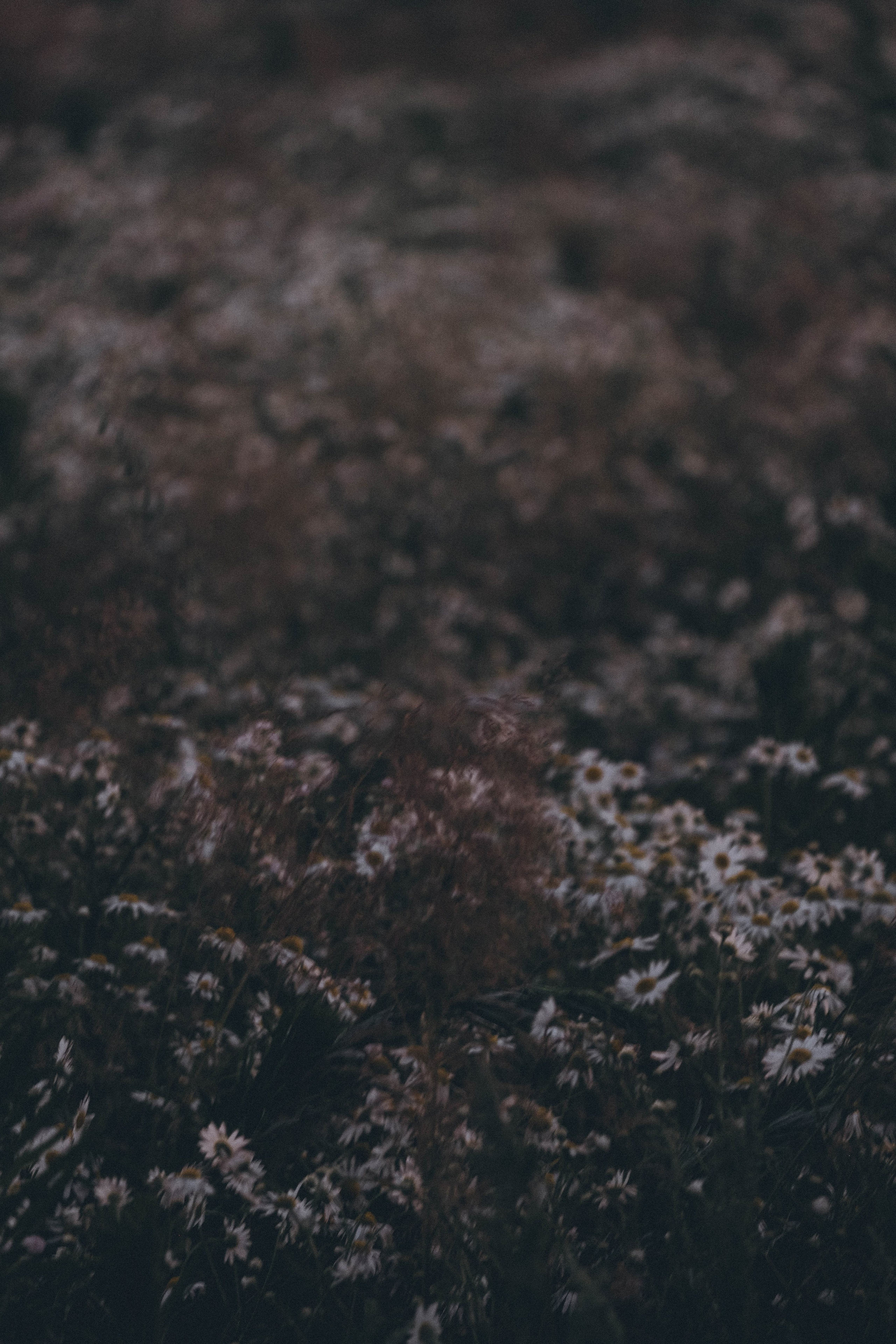 Ромашковое поле. Профессиональный фотограф, Санкт-Петербург — Виктория Богомолова