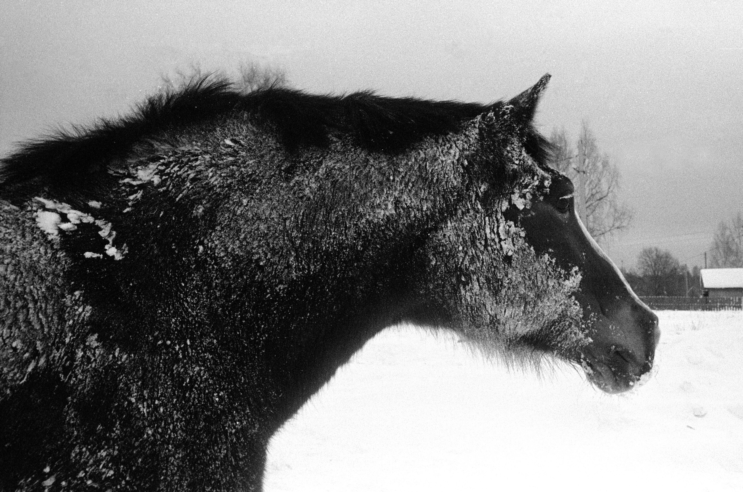 Photoproject "Black salt white sorrow". Ekaterina Solovieva photographer