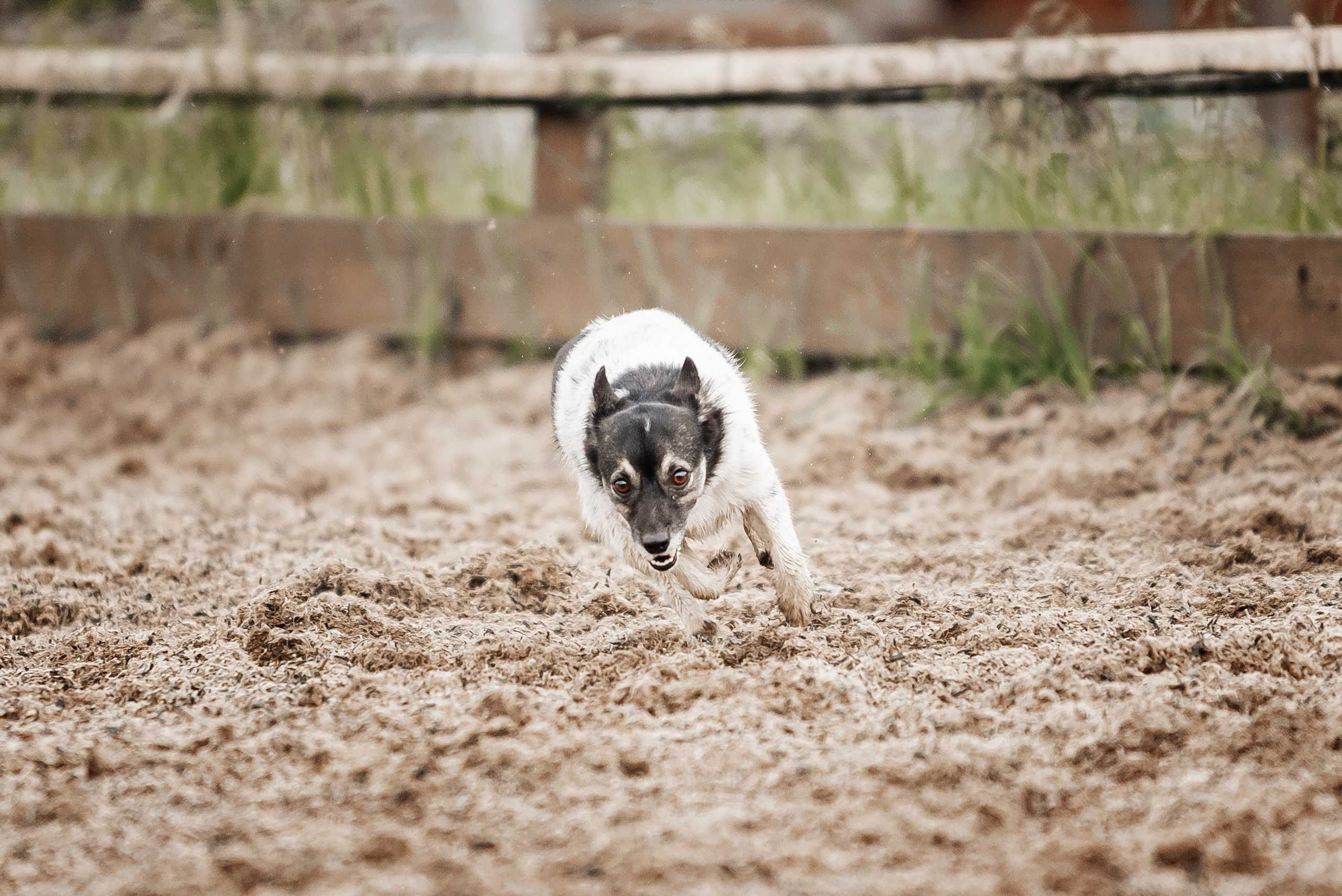 Рони и Зося. Куракина Дарья • Конный фотограф