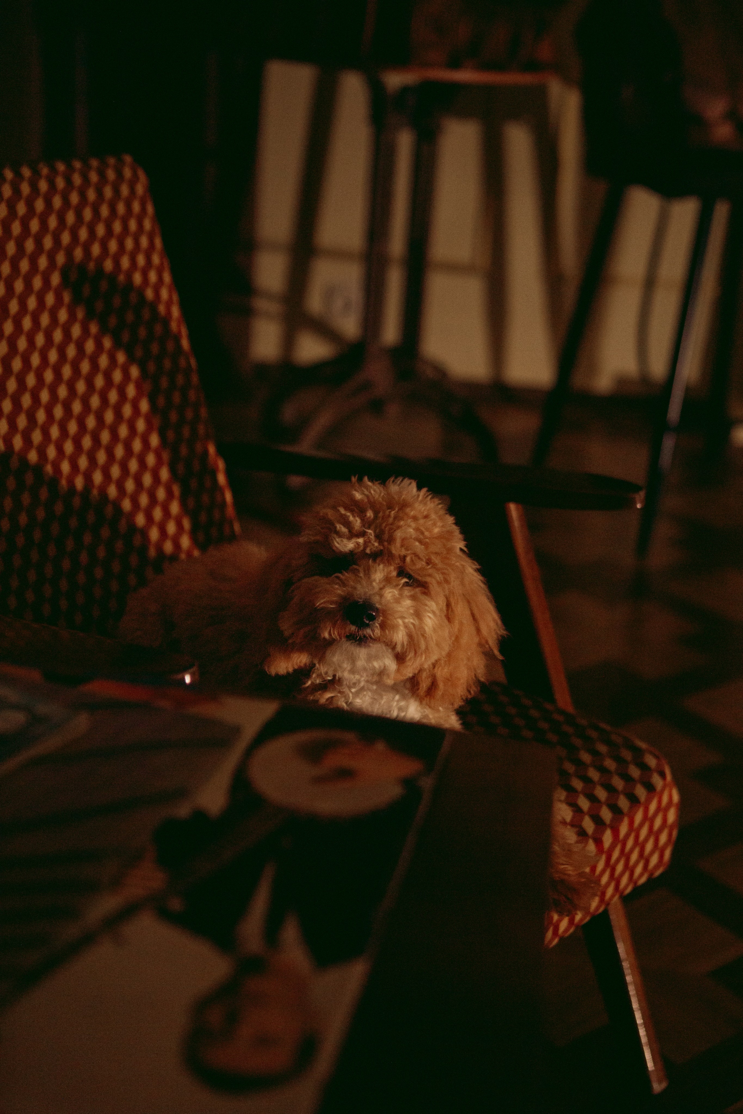 A cinematic daydream in the spirit of Wes Anderson’s style. Portrait, family and pet photographer in Cyprus, Ksenia Bourdelle