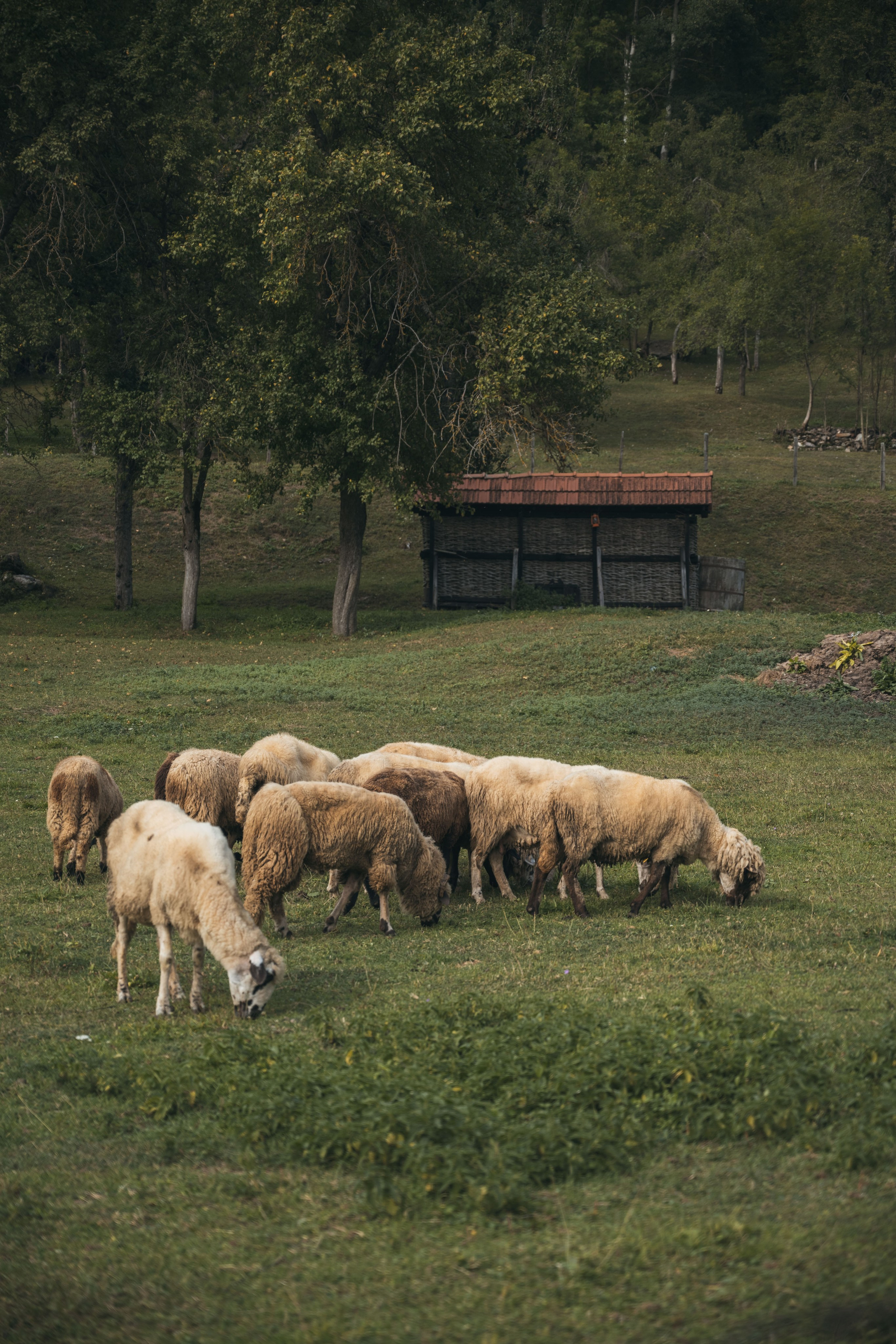 ДОЛИНА РАПОЯНА. ЧЕРНОГОРИЯ. Фотограф в Белграде Чугреева Елена