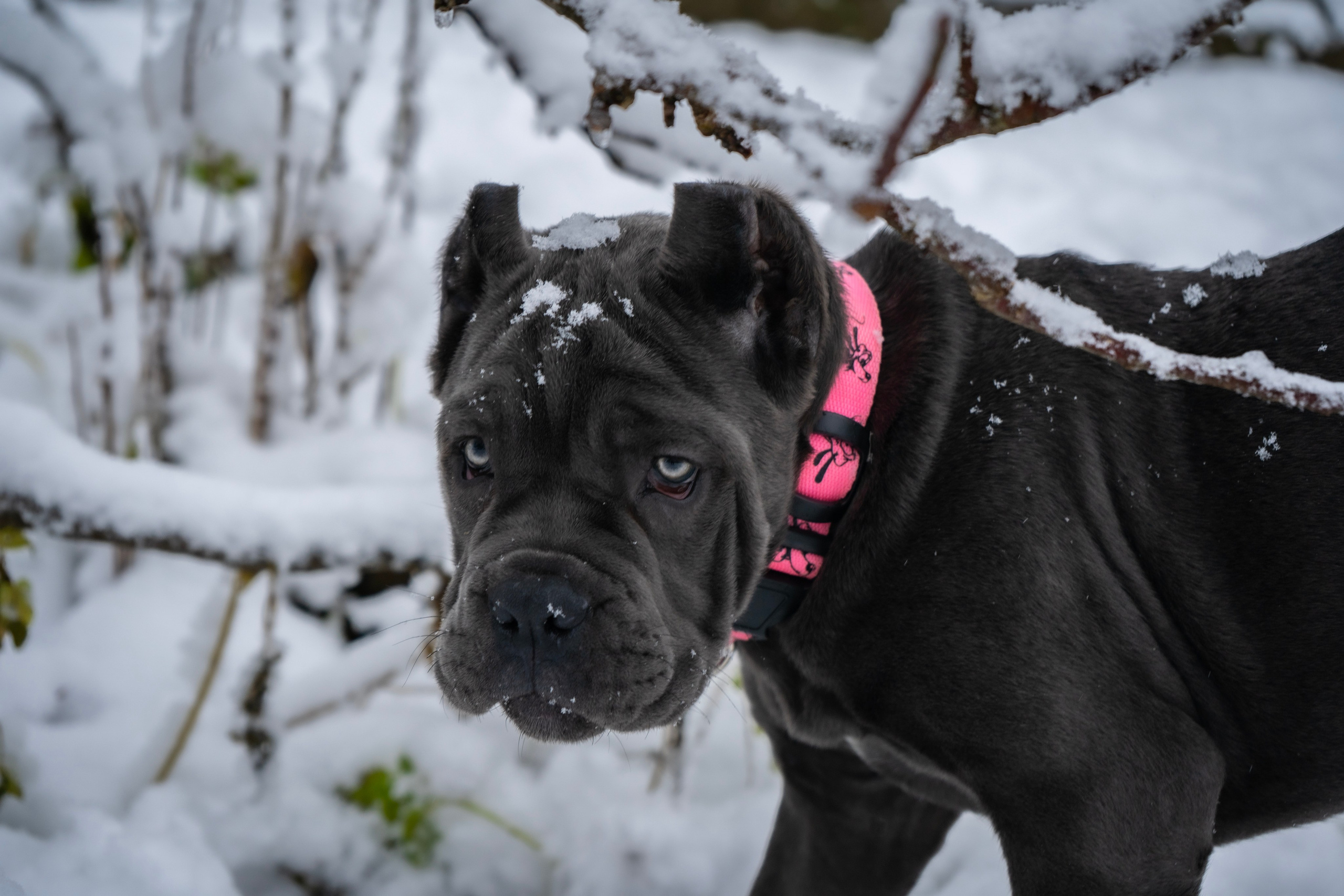 Фотосессии Пушистиков. Фотограф в Санкт-Петербурге Виктория Барышникова