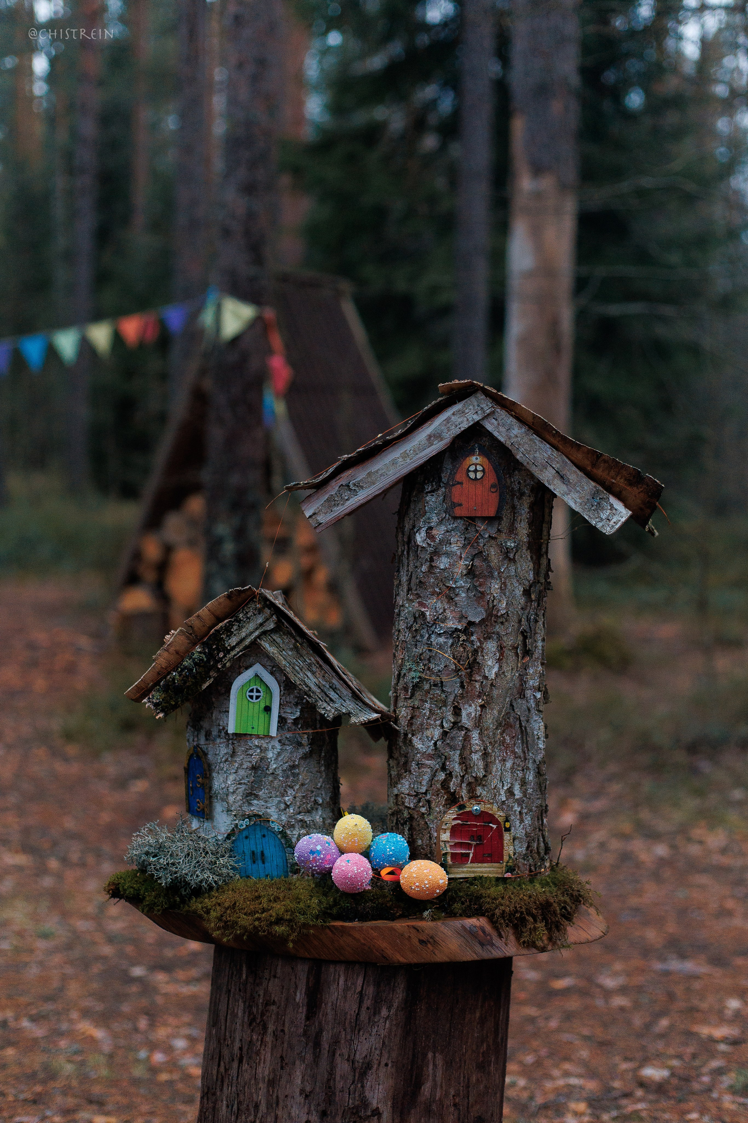 Shanti Home. Фотограф-анималист Наталия Чистюхина в г. Сосновый Бор и ЛО